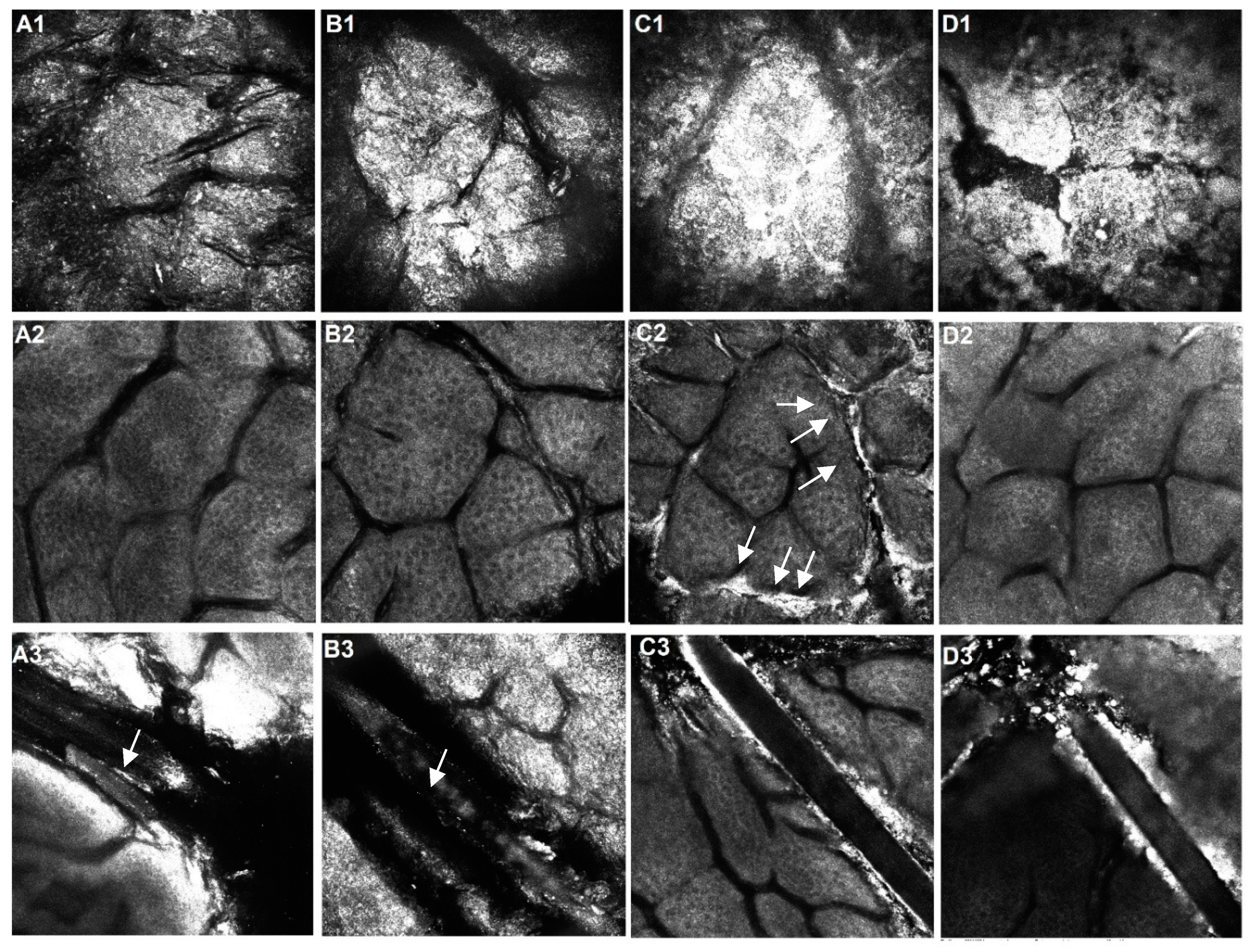 Cosmetics 11 00006 g011