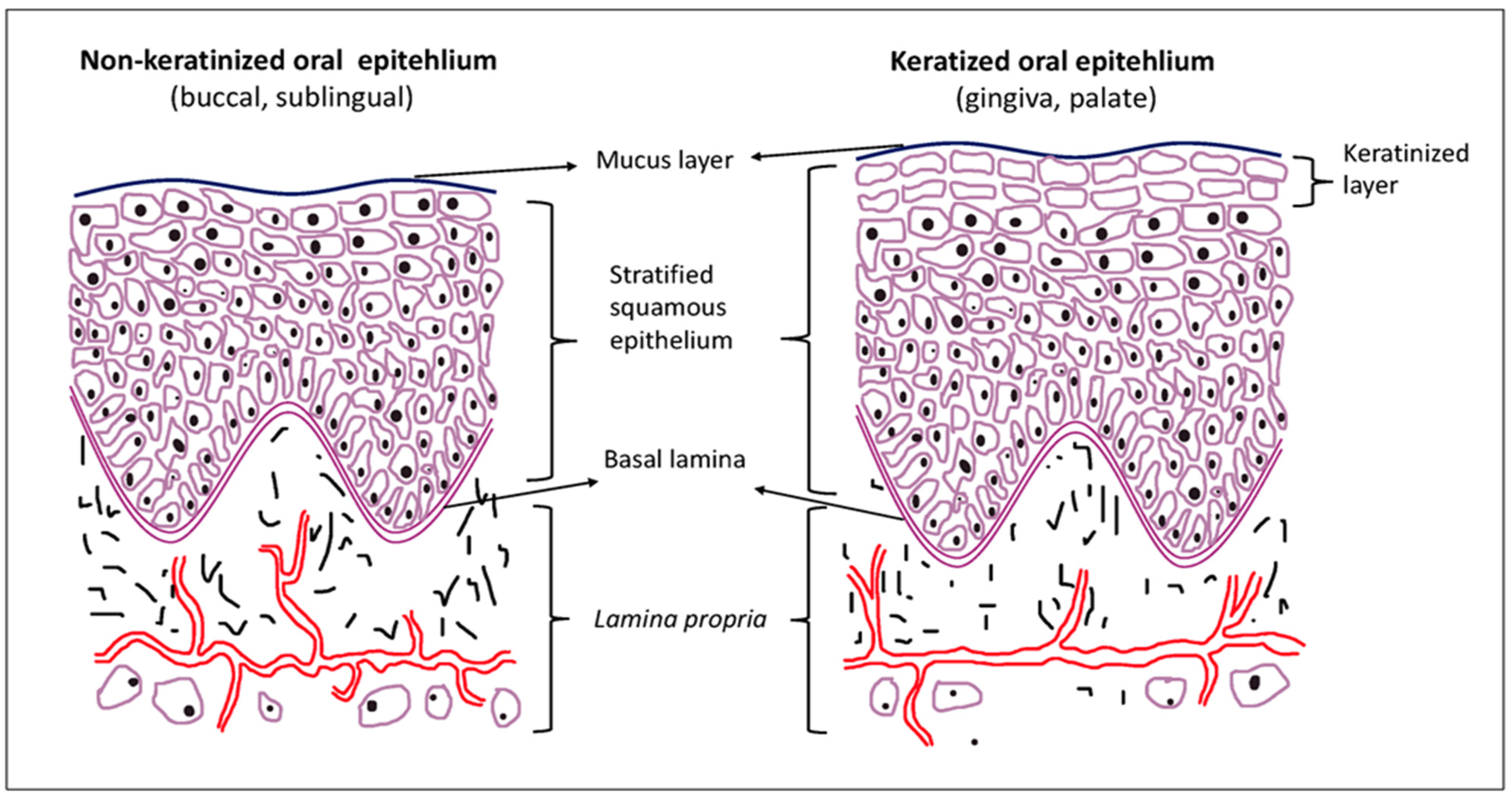 Cosmetics 11 00020 g004