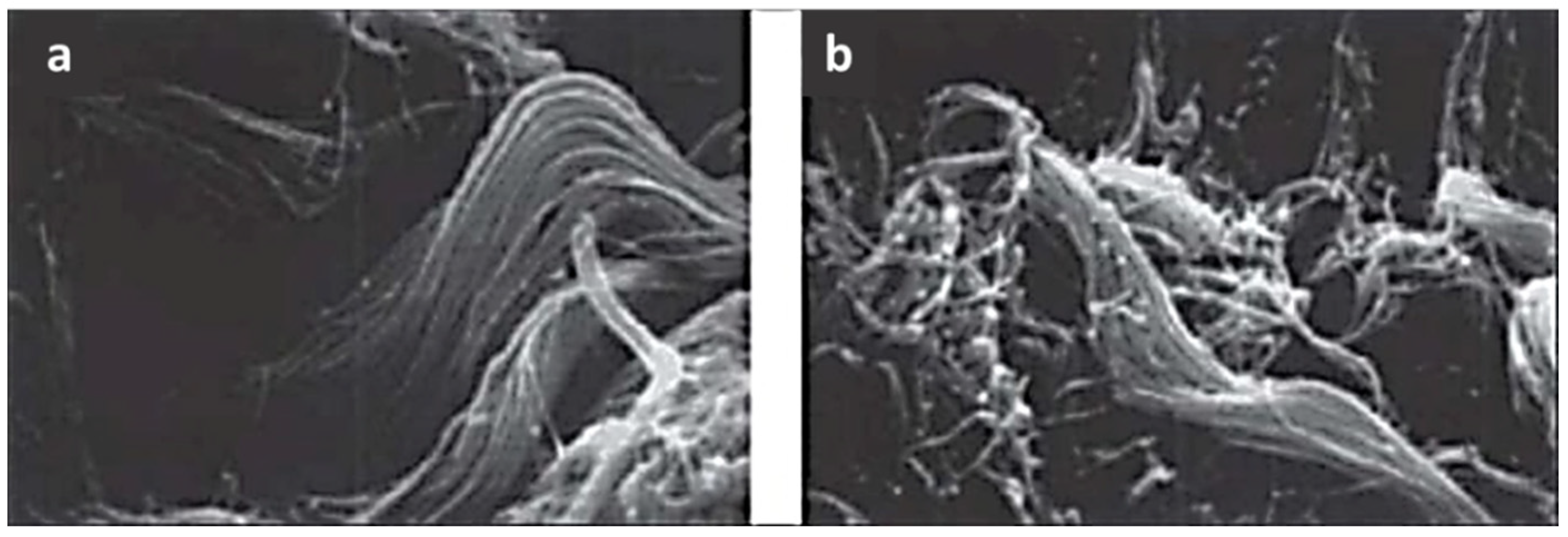 Cosmetics 11 00020 g009