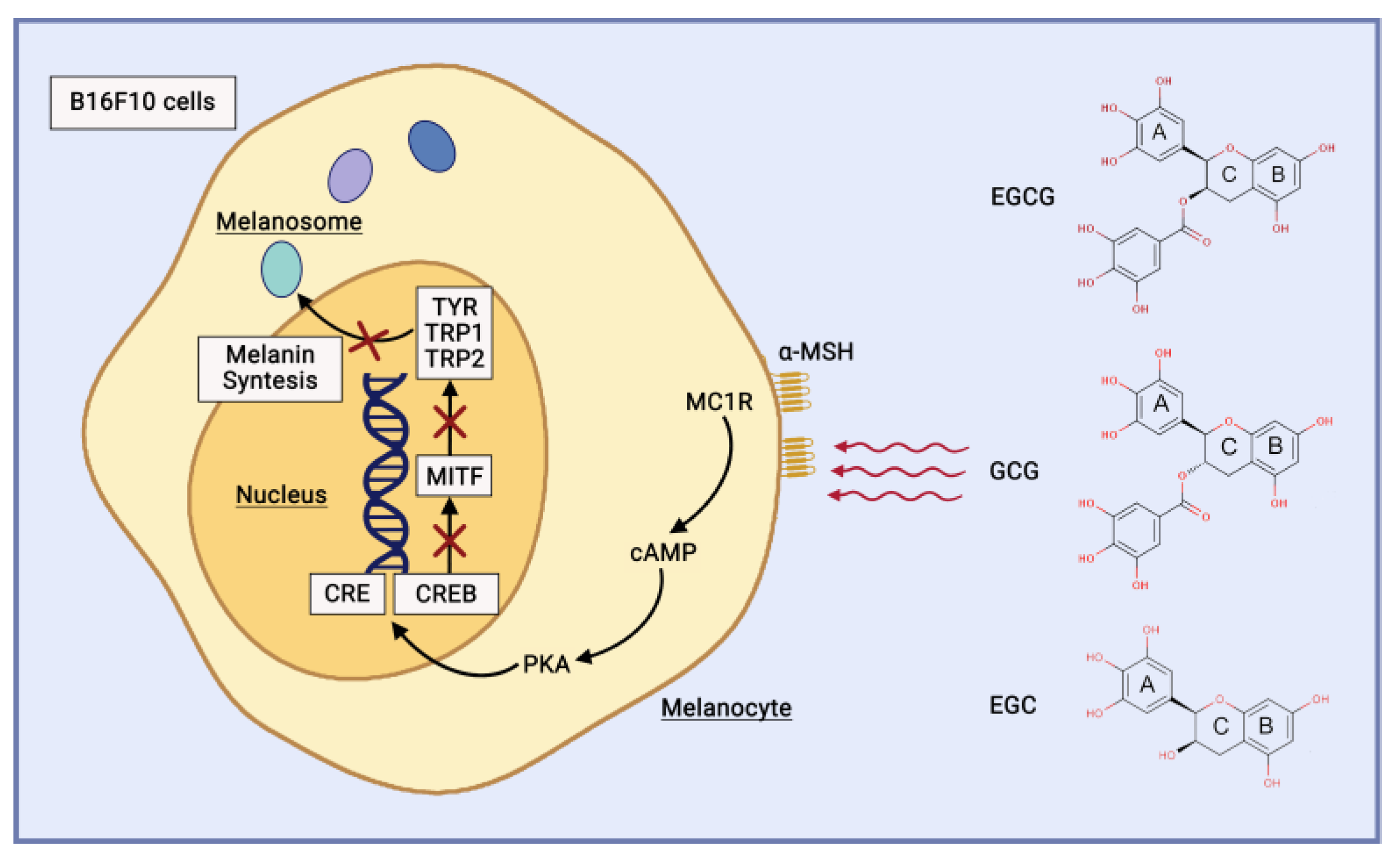 Cosmetics 11 00023 g006