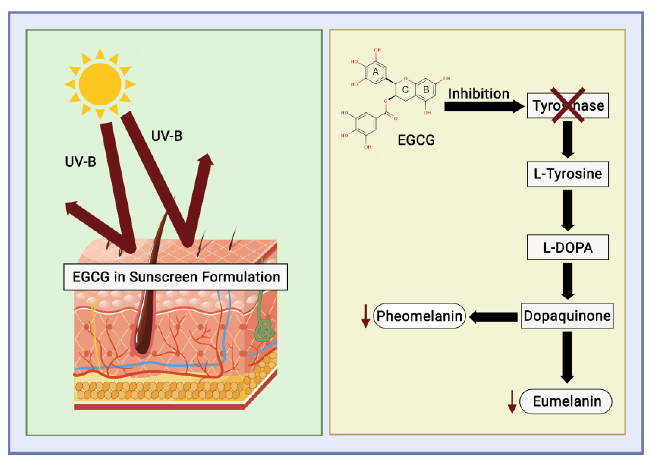 Cosmetics 11 00023 g007