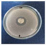 Cosmetics 11 00040 i002