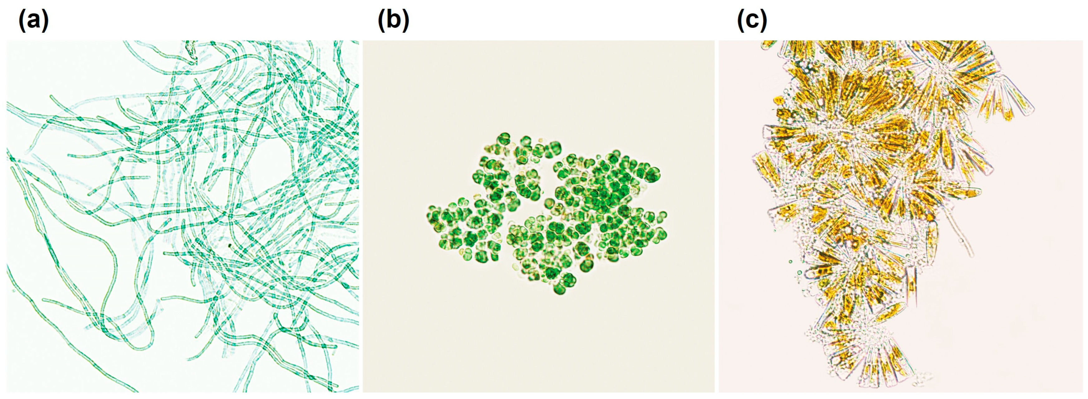 Cosmetics 11 00062 g001