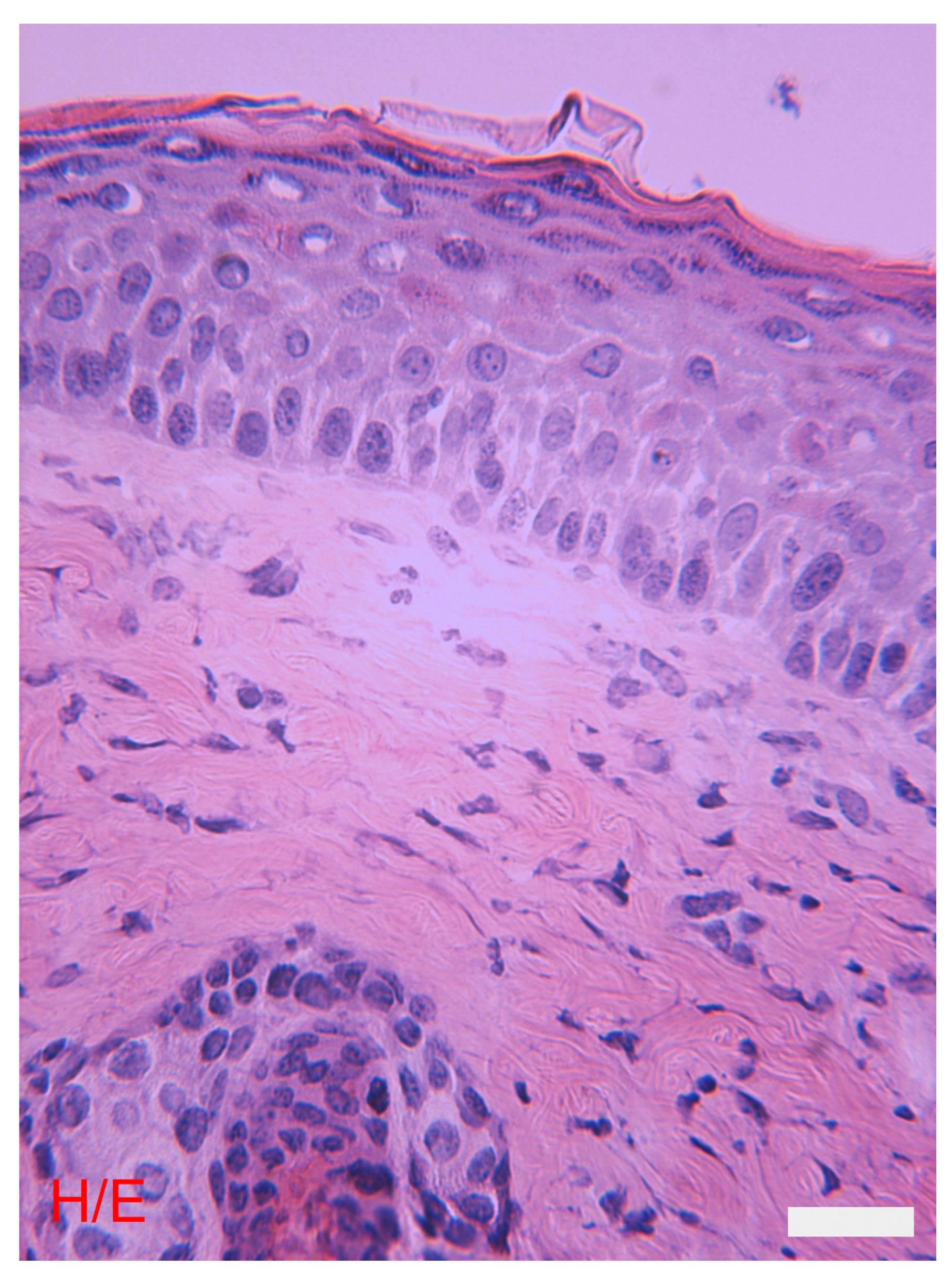 Cosmetics 11 00090 g002