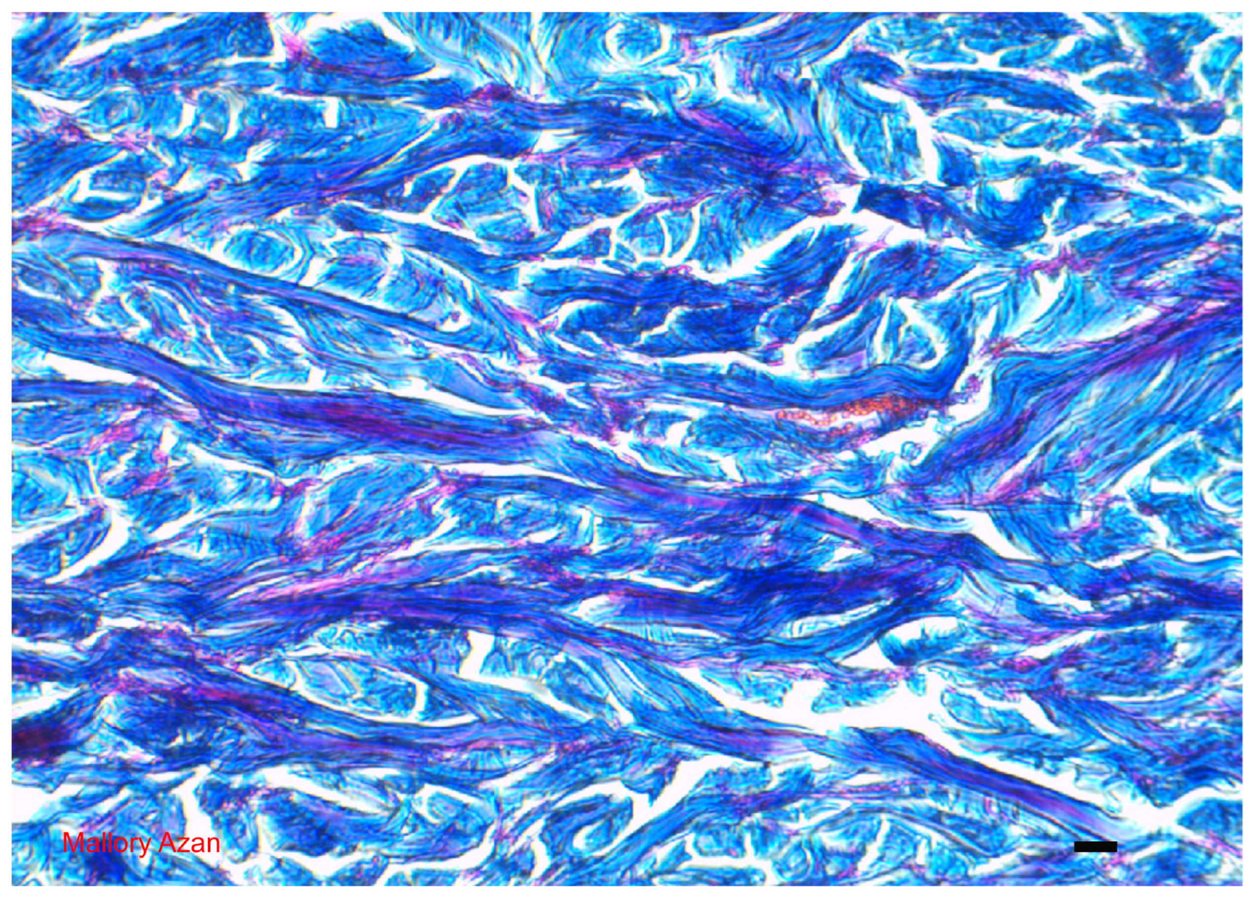 Cosmetics 11 00090 g003