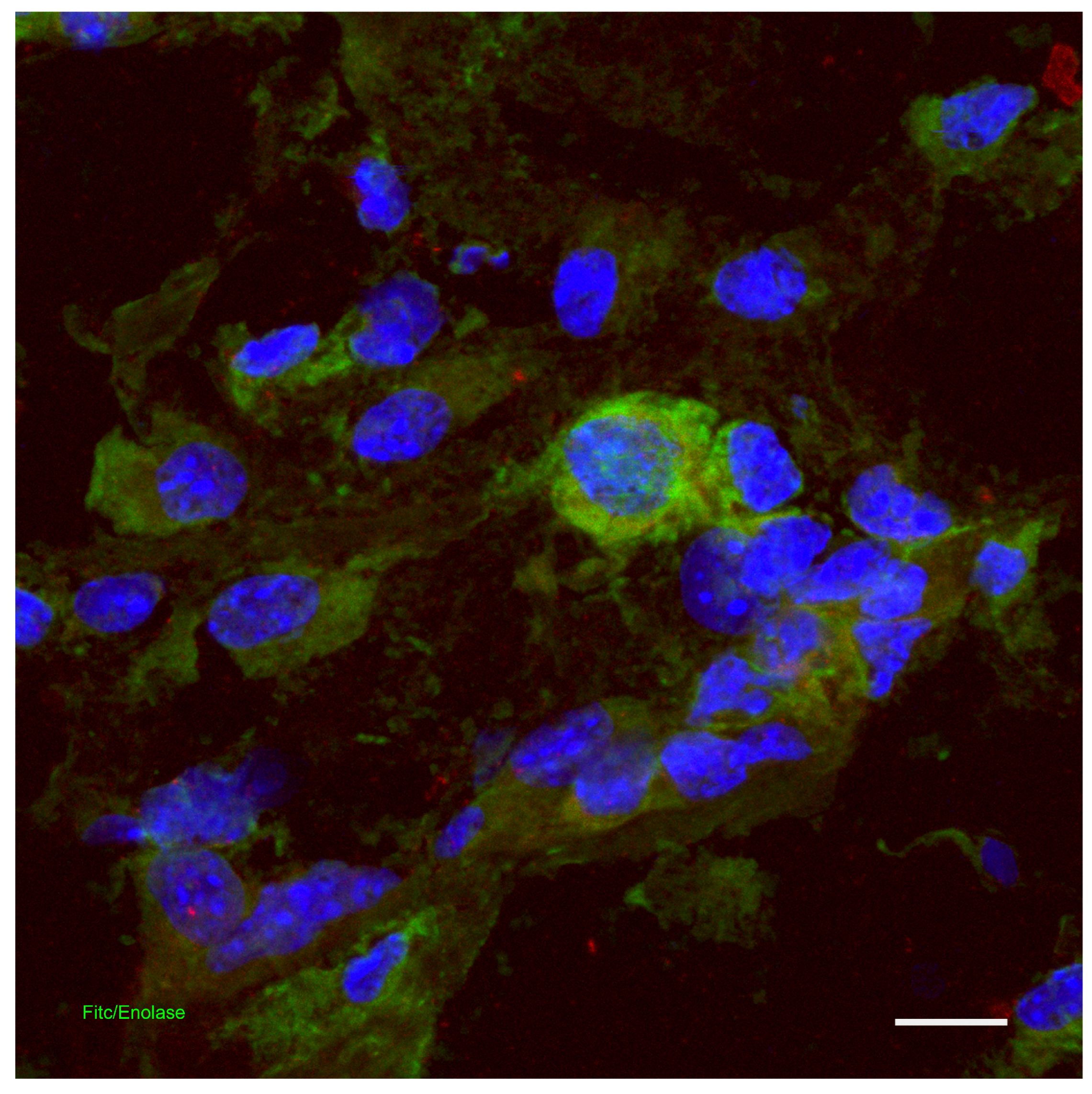 Cosmetics 11 00090 g004