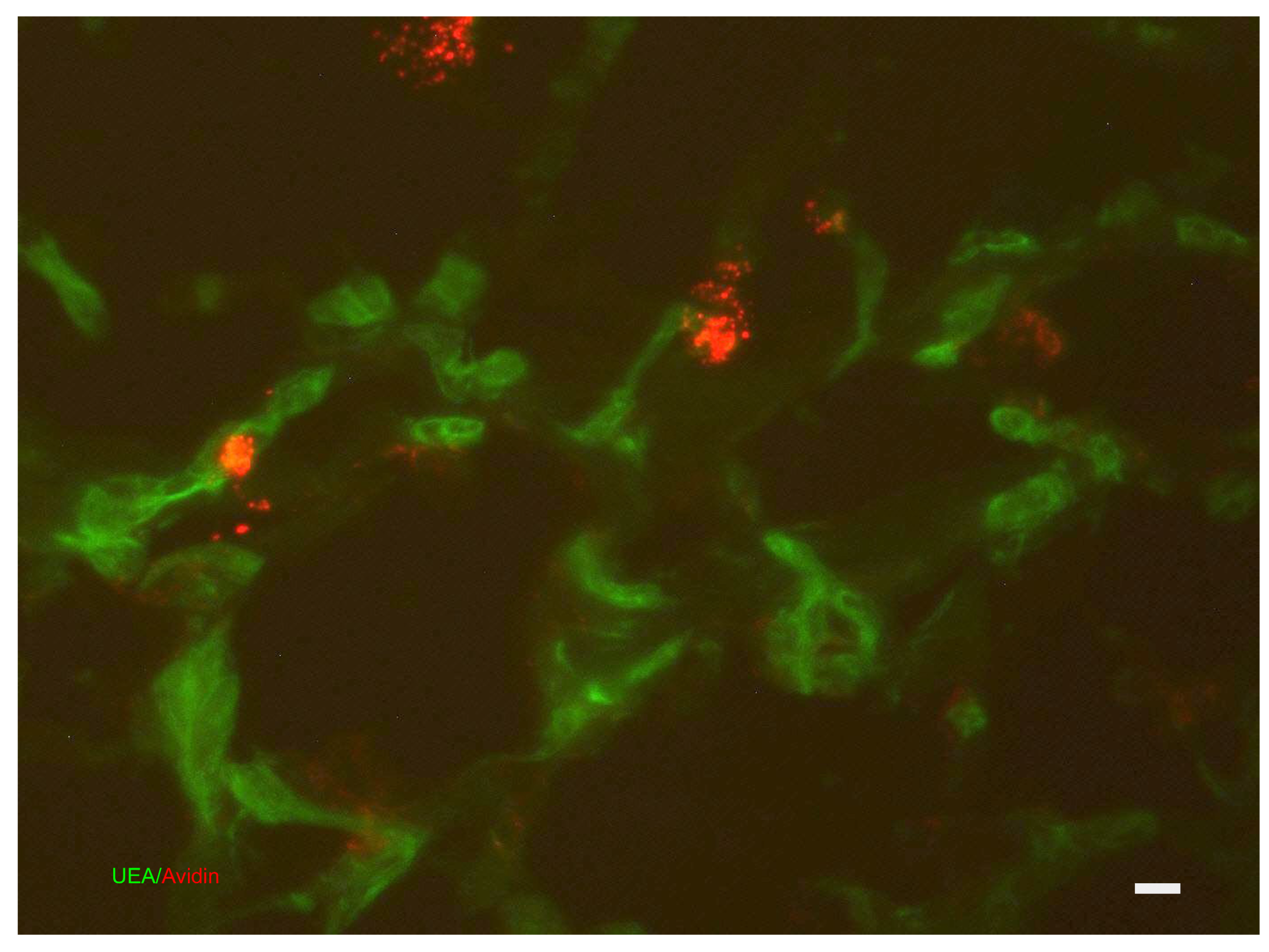 Cosmetics 11 00090 g008