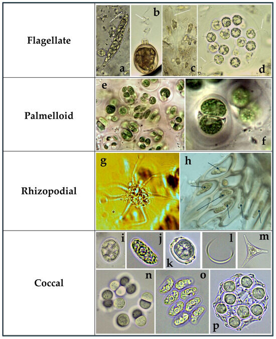 A Spotlight on the Potential of Microscopic Motile Algae as