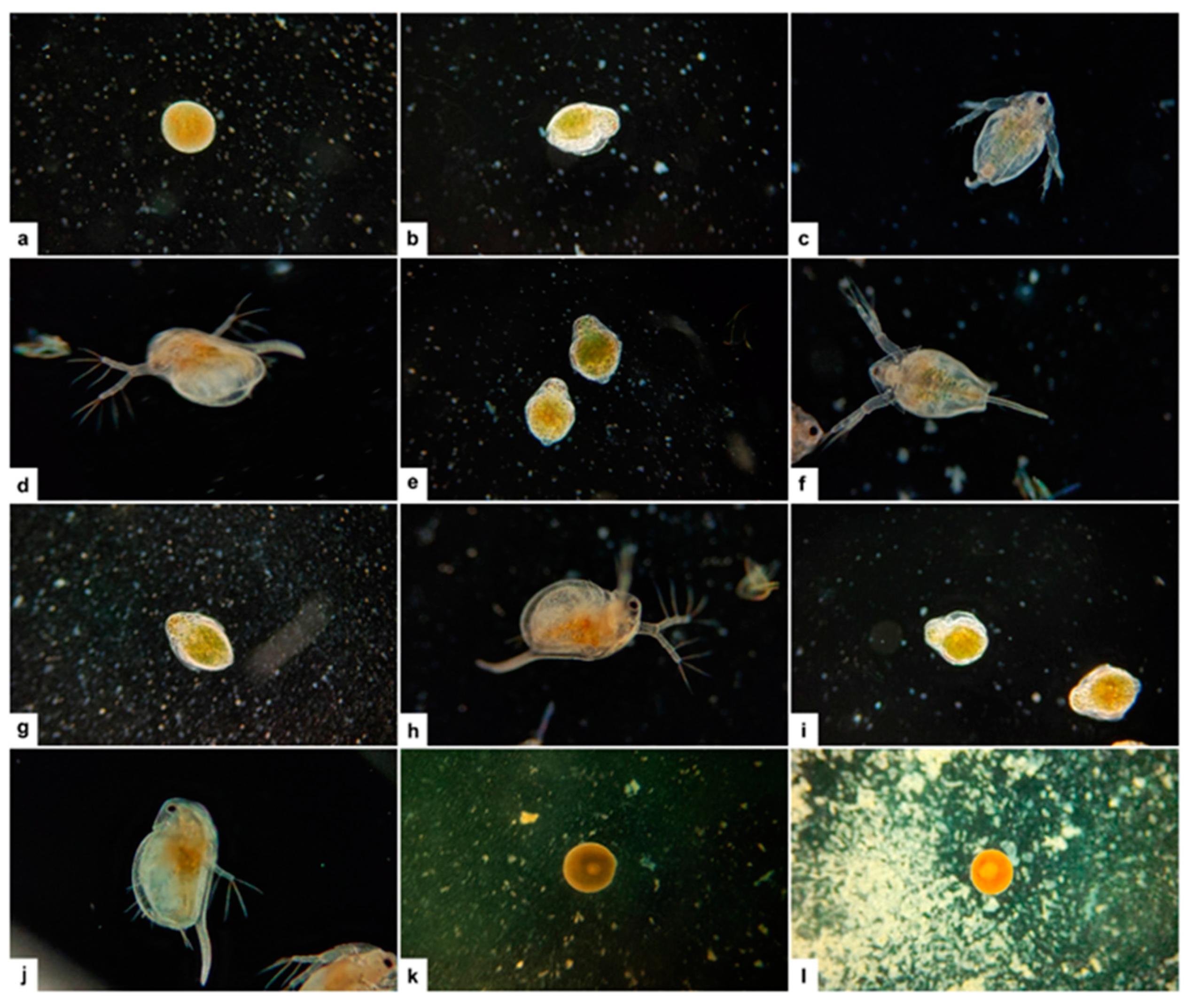 Cosmetics 11 00124 g006