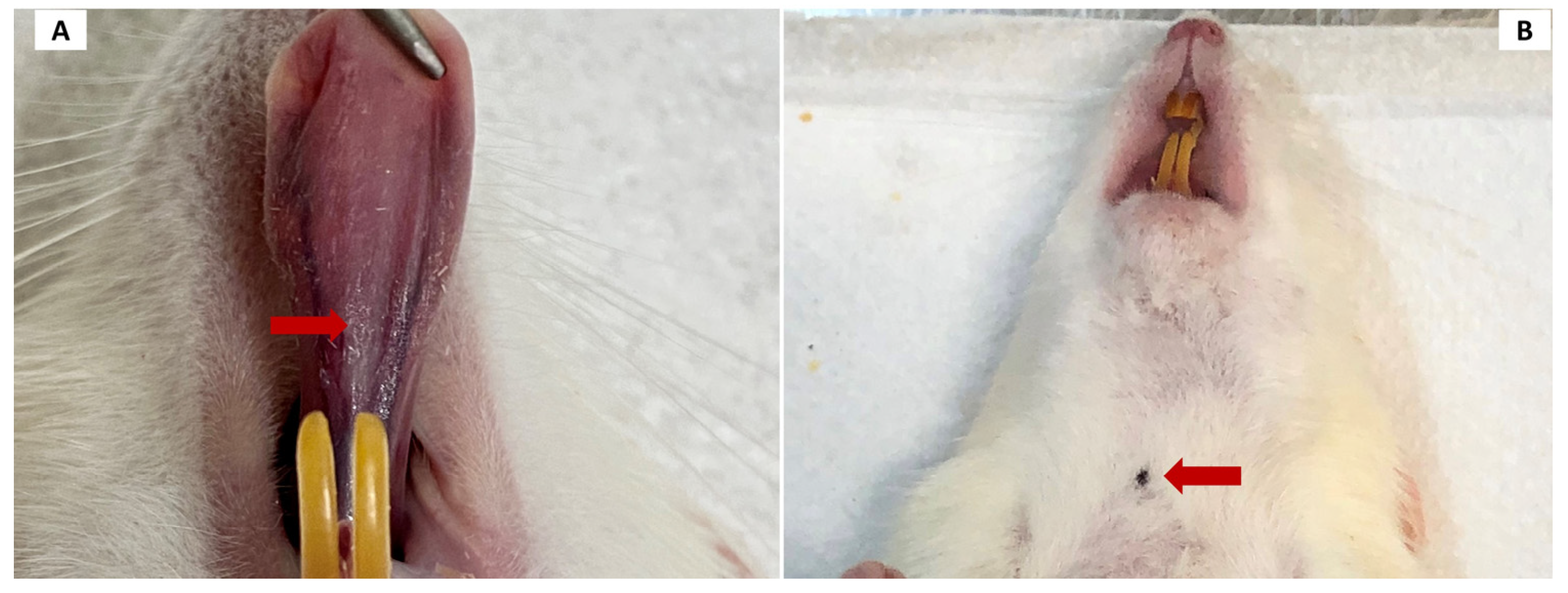 Cosmetics 11 00130 g002