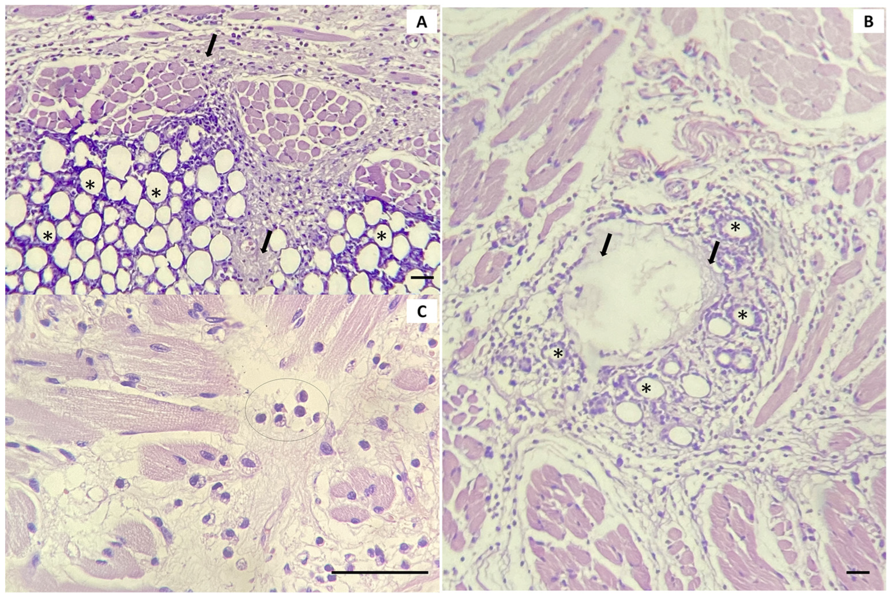 Cosmetics 11 00130 g004