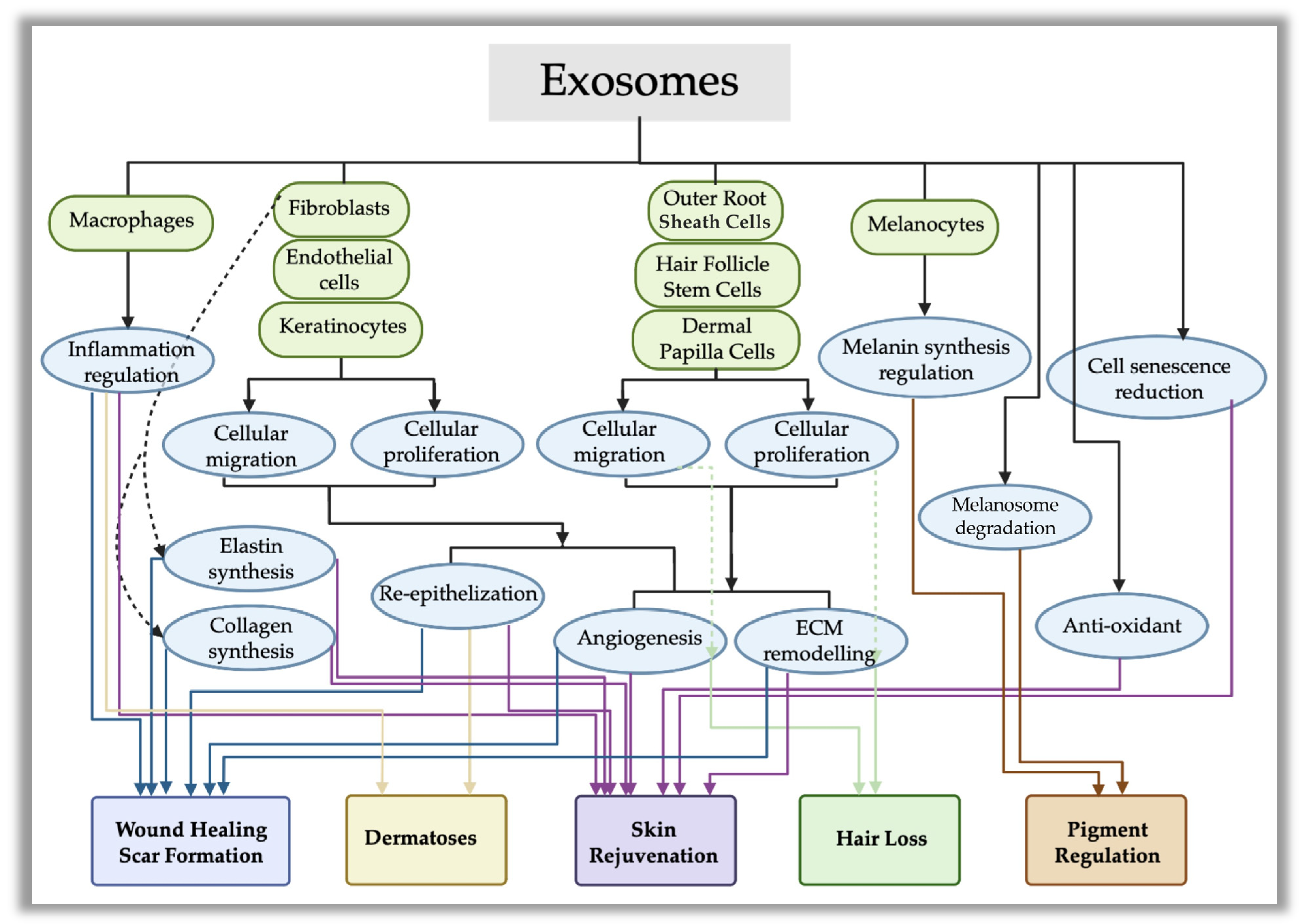 Cosmetics 11 00154 g002
