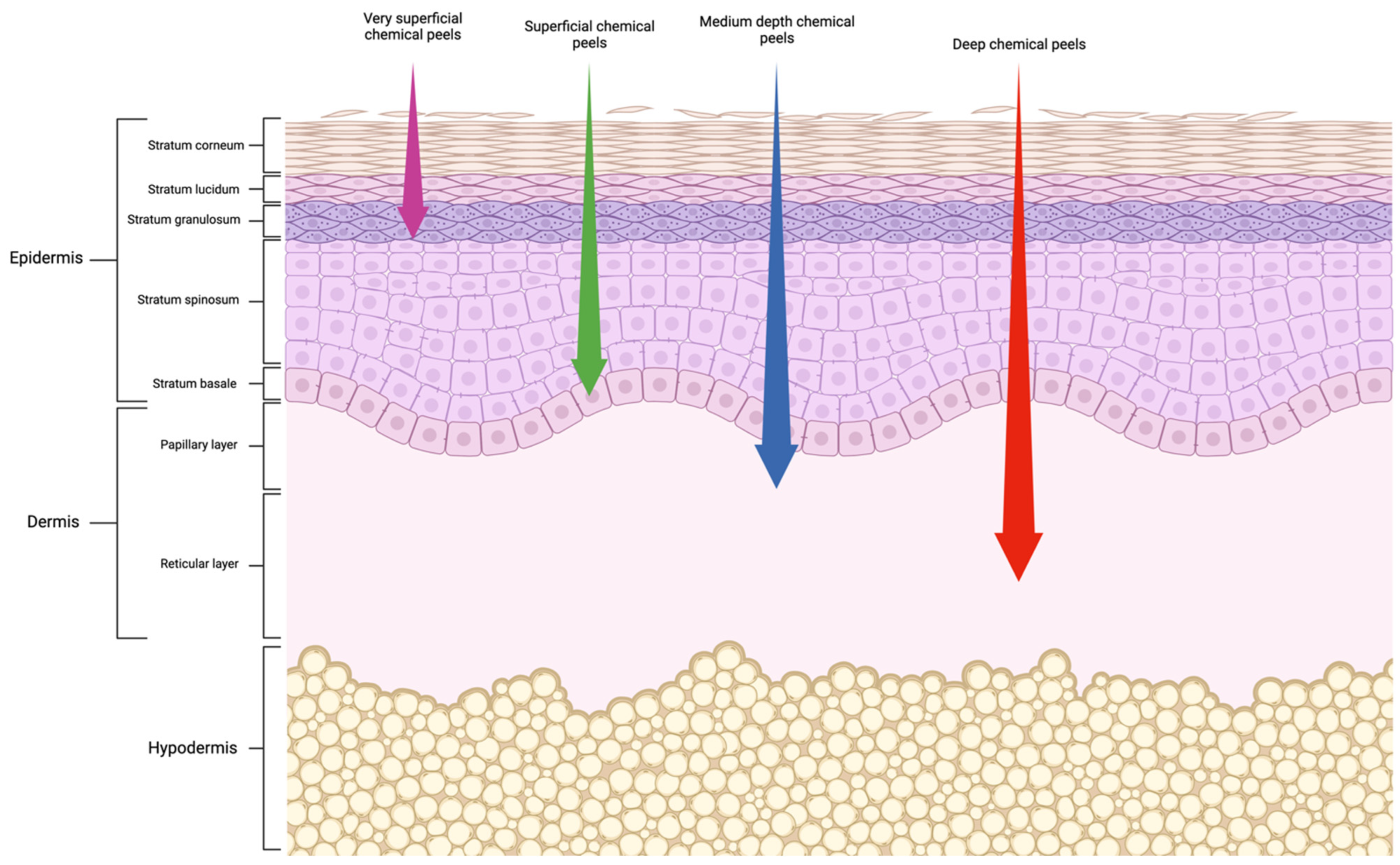 Cosmetics 11 00185 g001