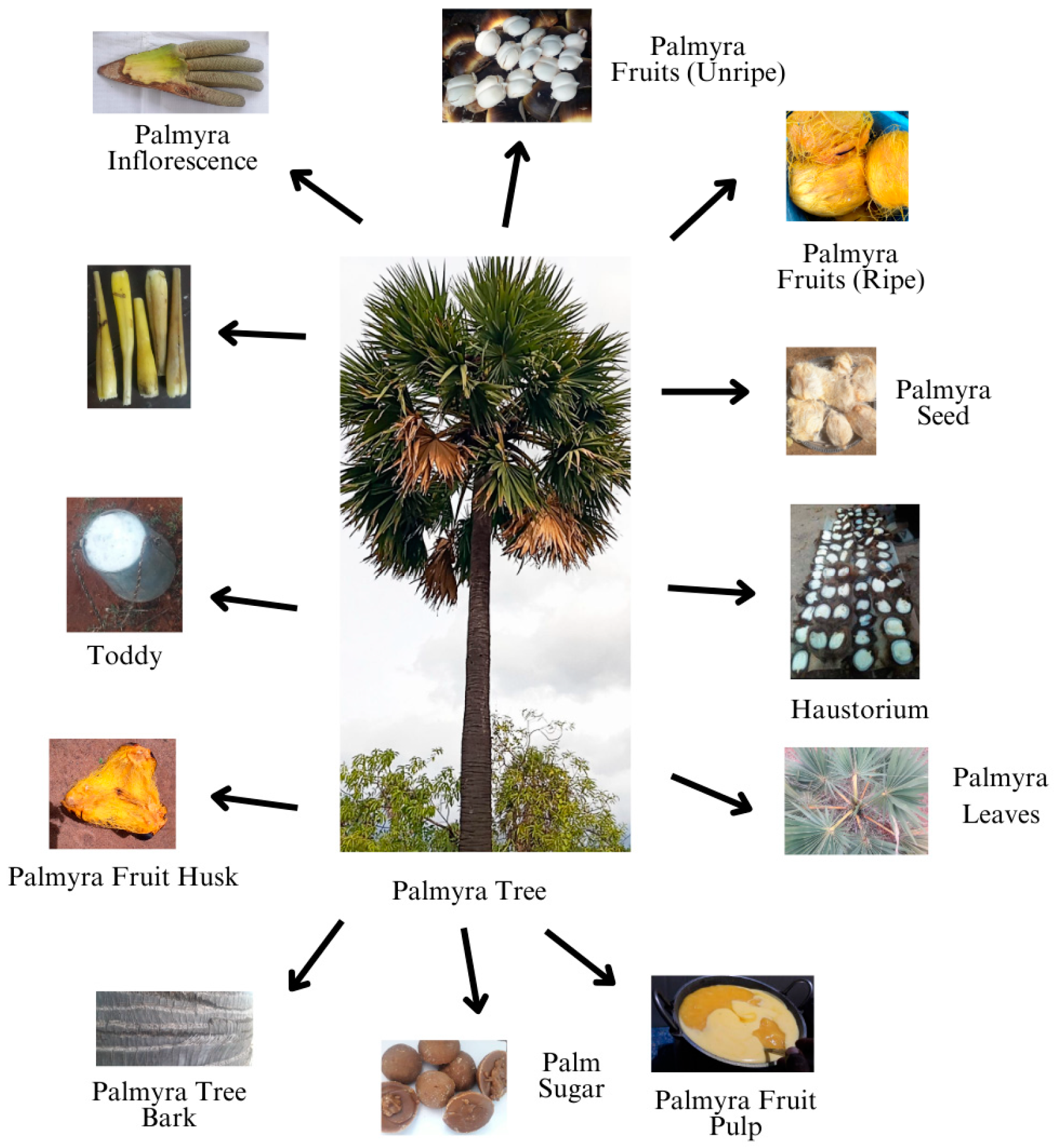 Cosmetics 11 00196 g001