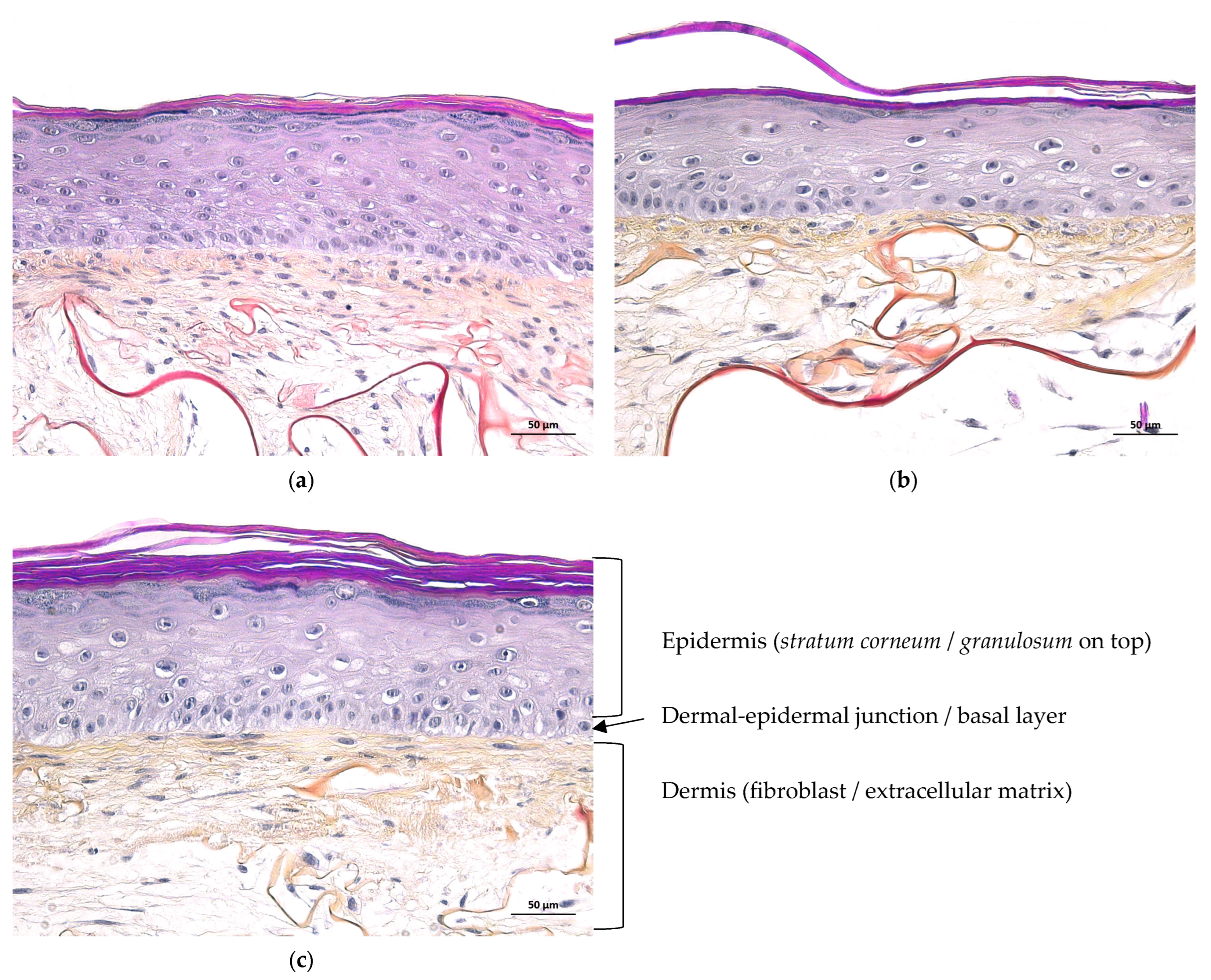 Cosmetics 11 00200 g007