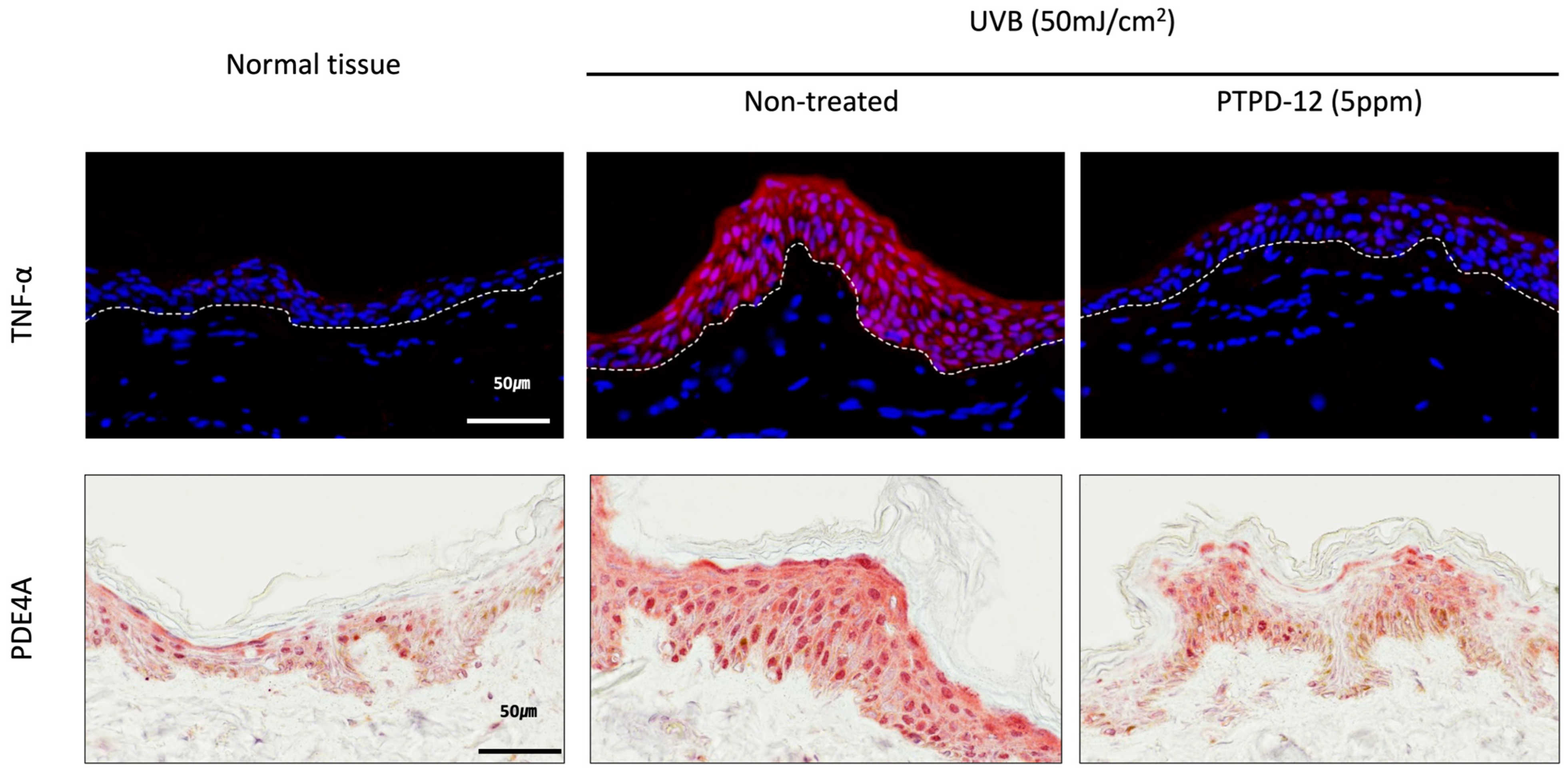 Cosmetics 11 00223 g003
