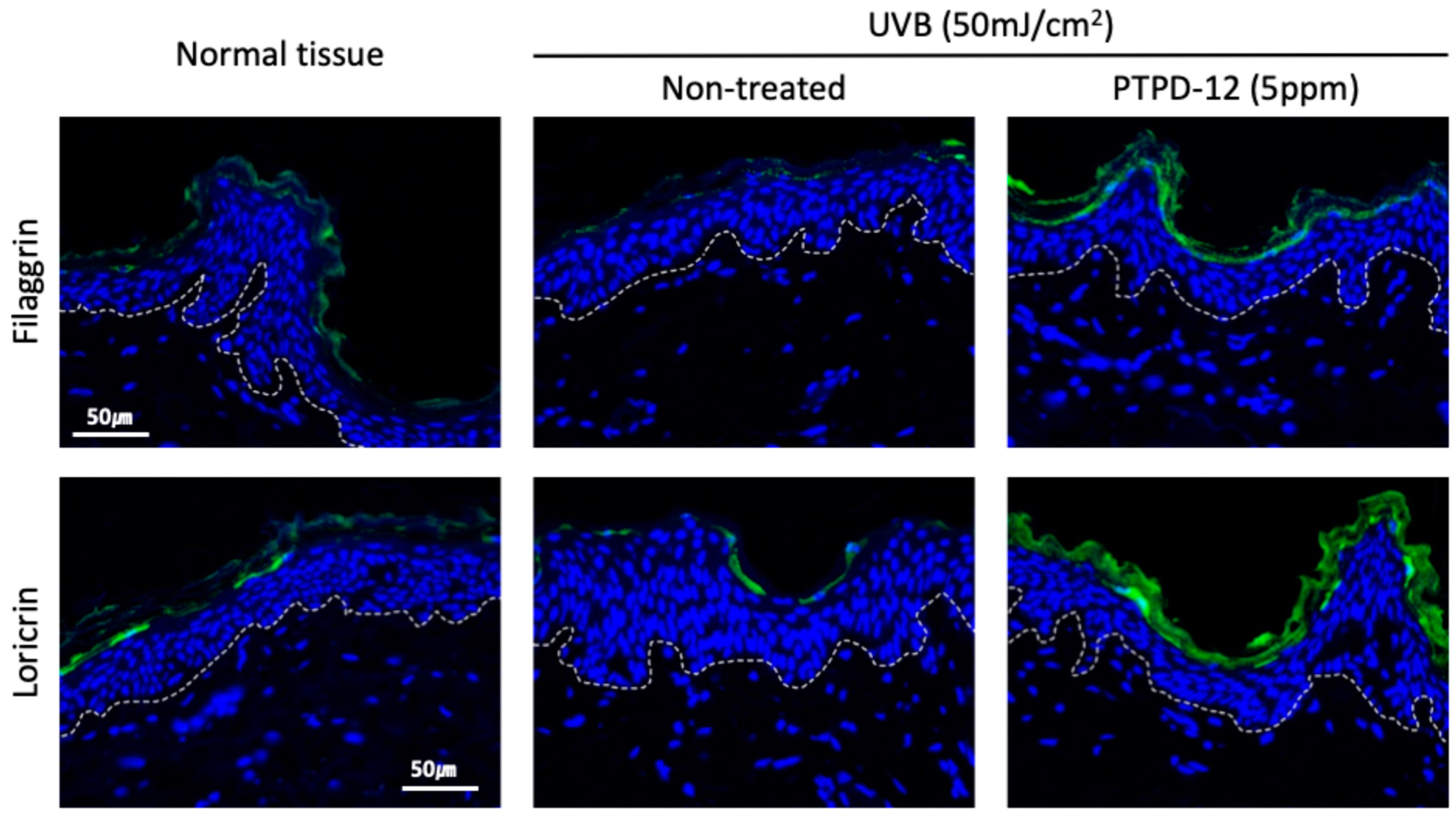 Cosmetics 11 00223 g004