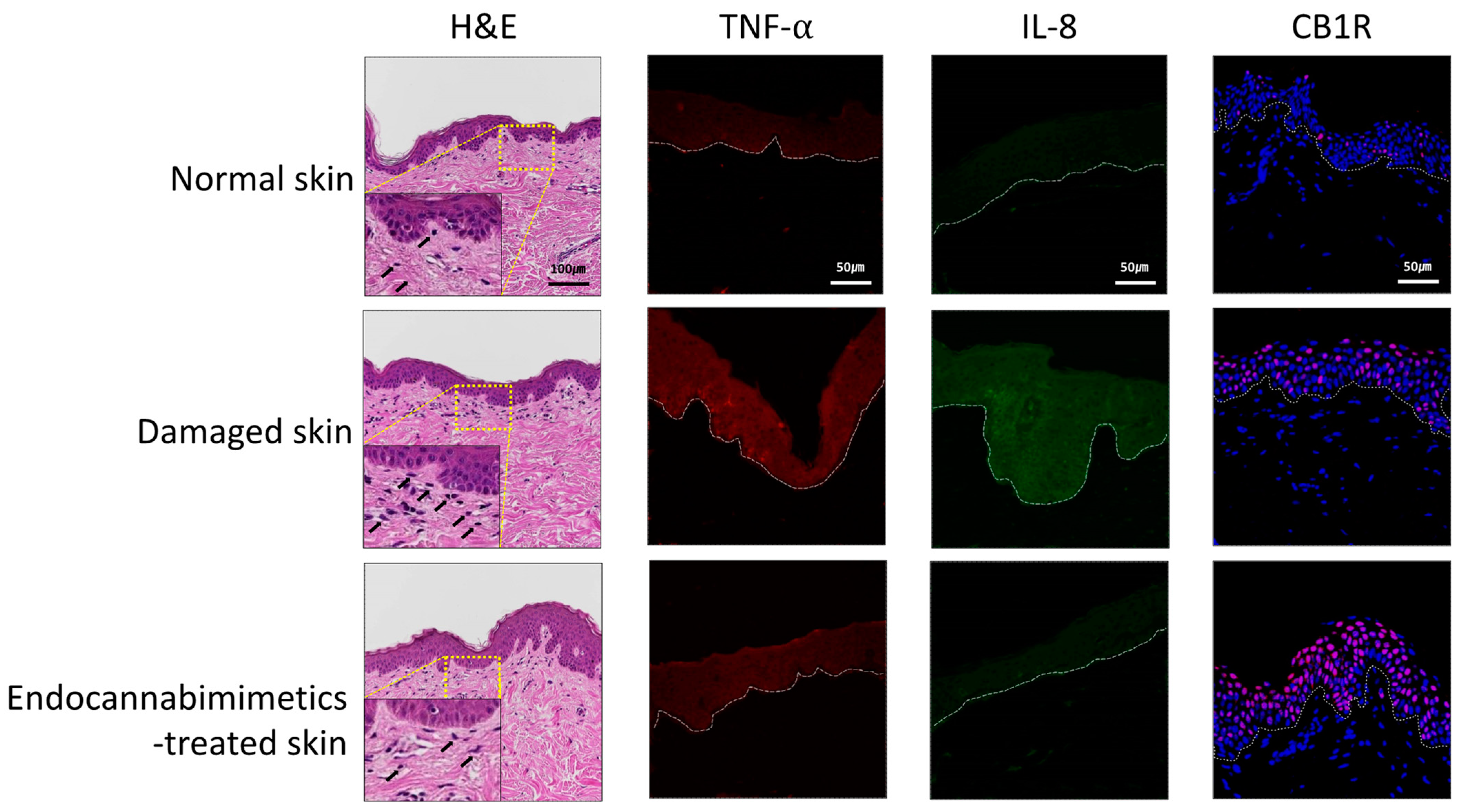 Cosmetics 11 00225 g004