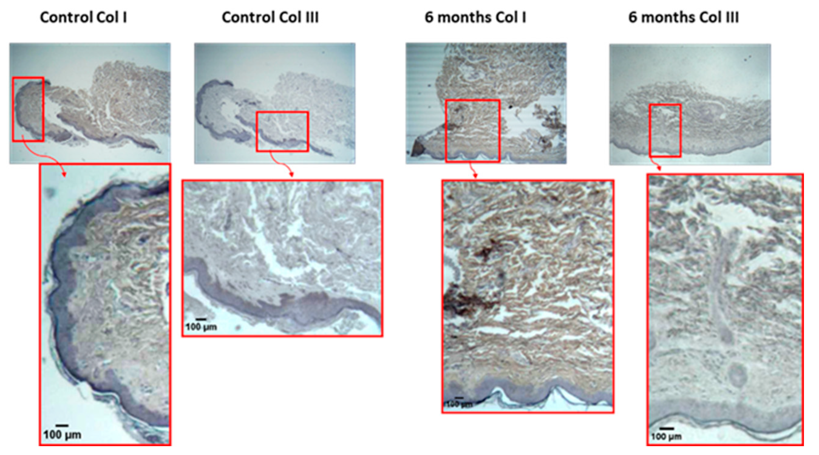 Cosmetics 12 00013 g005
