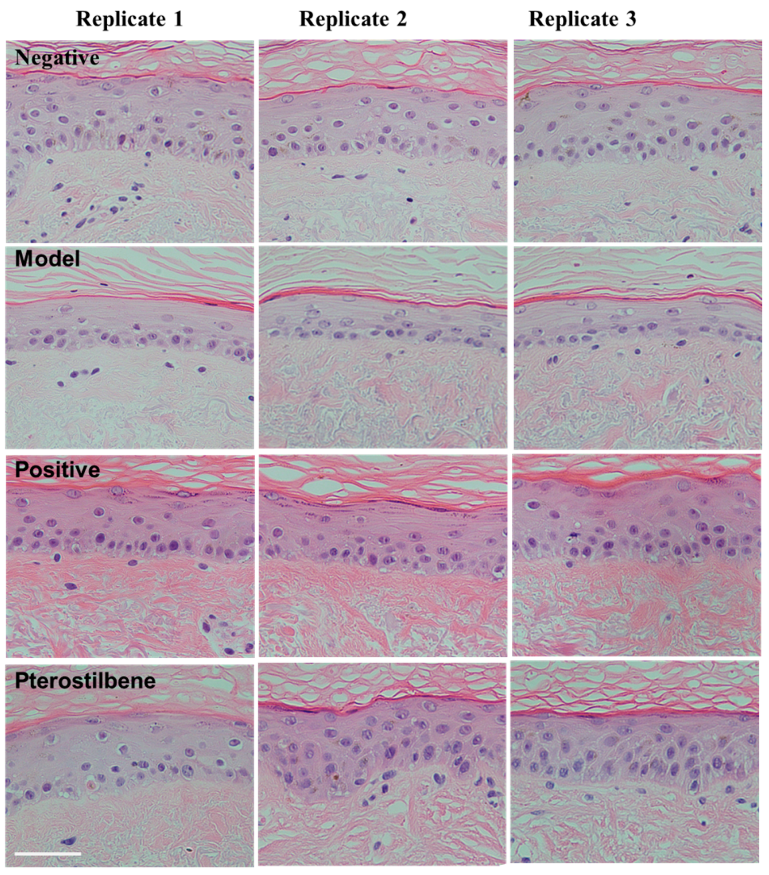 Cosmetics 12 00023 g004