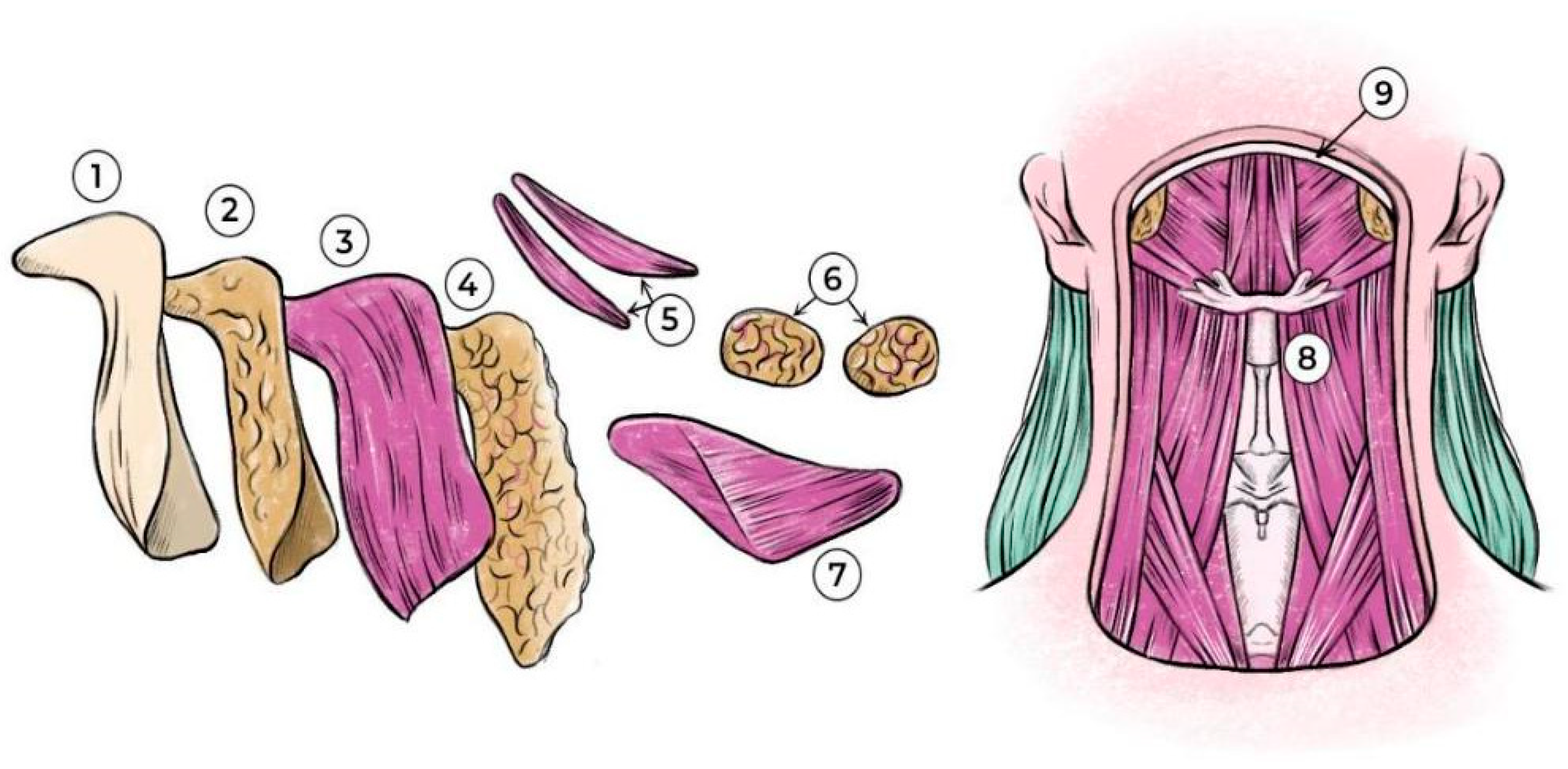 Cosmetics 12 00026 g004 Cosmetics 12 00026 g004