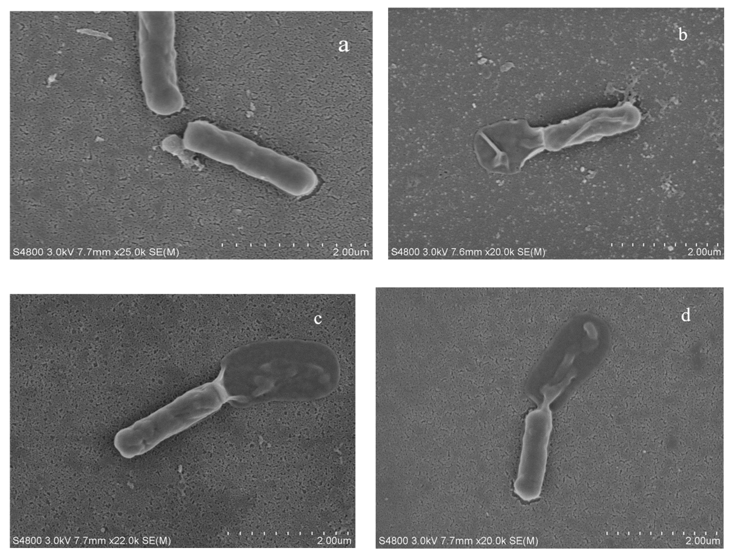 Cosmetics 12 00033 g002