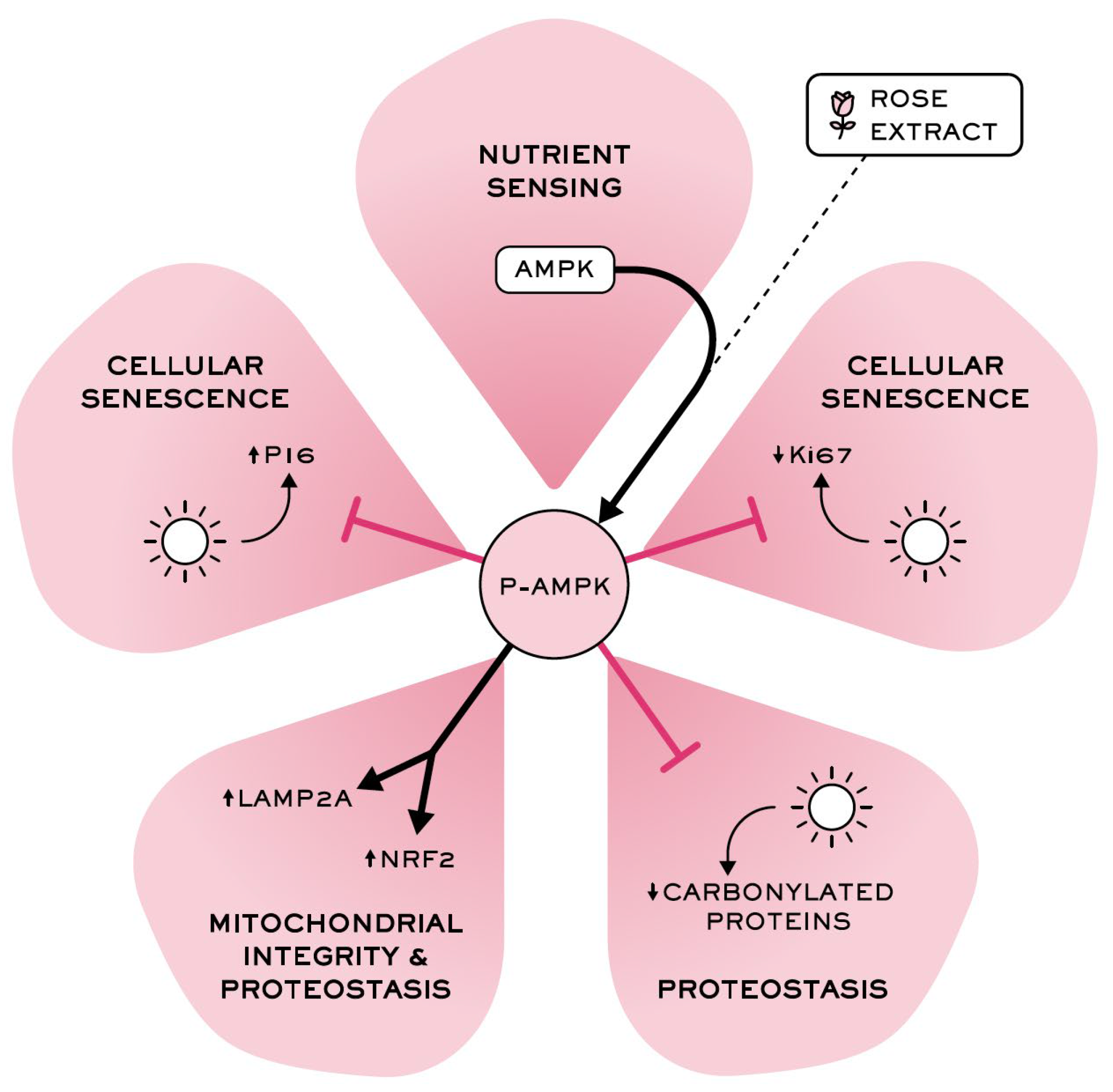 Cosmetics 12 00057 g007