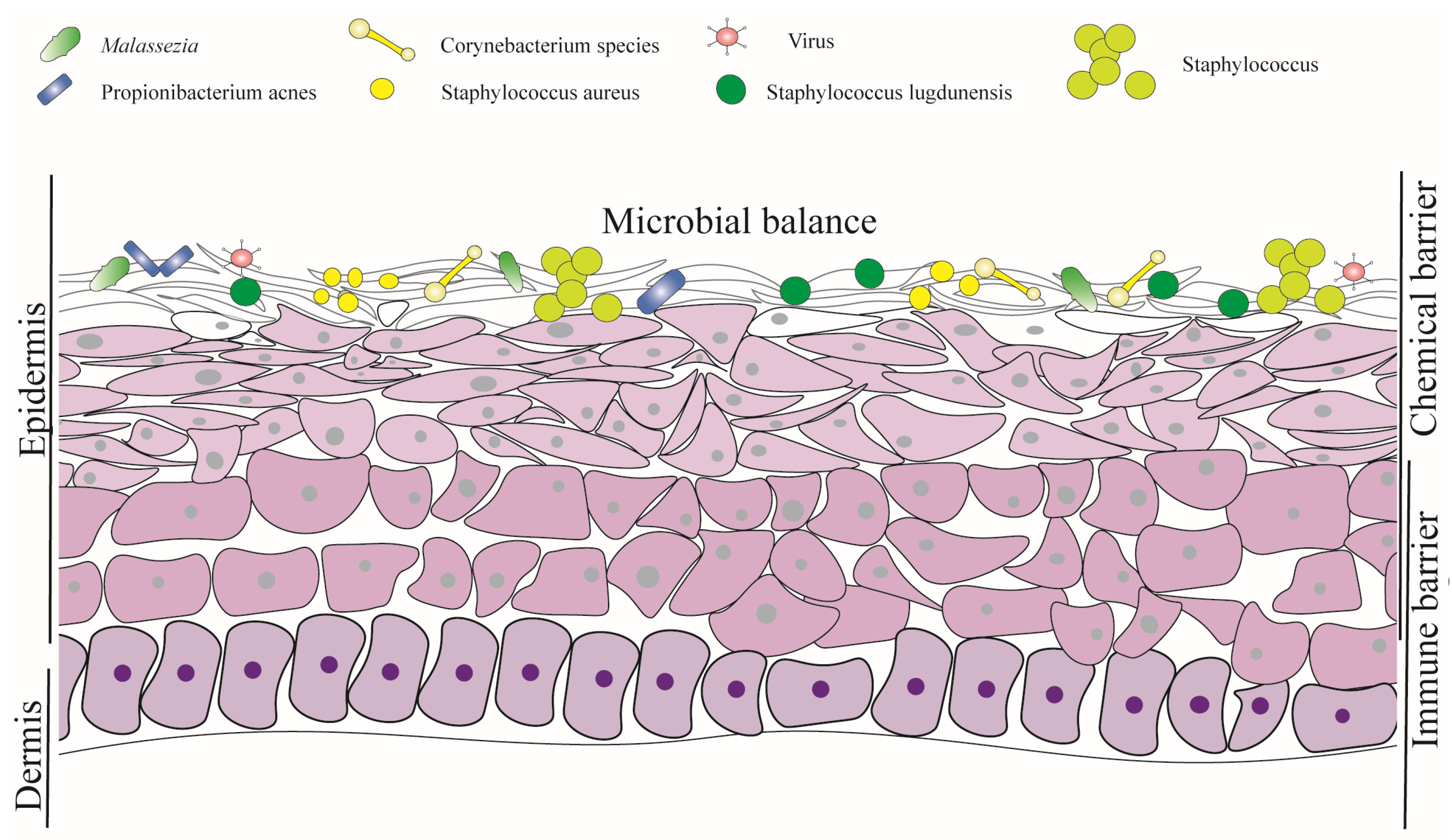 Cosmetics 12 00067 g001