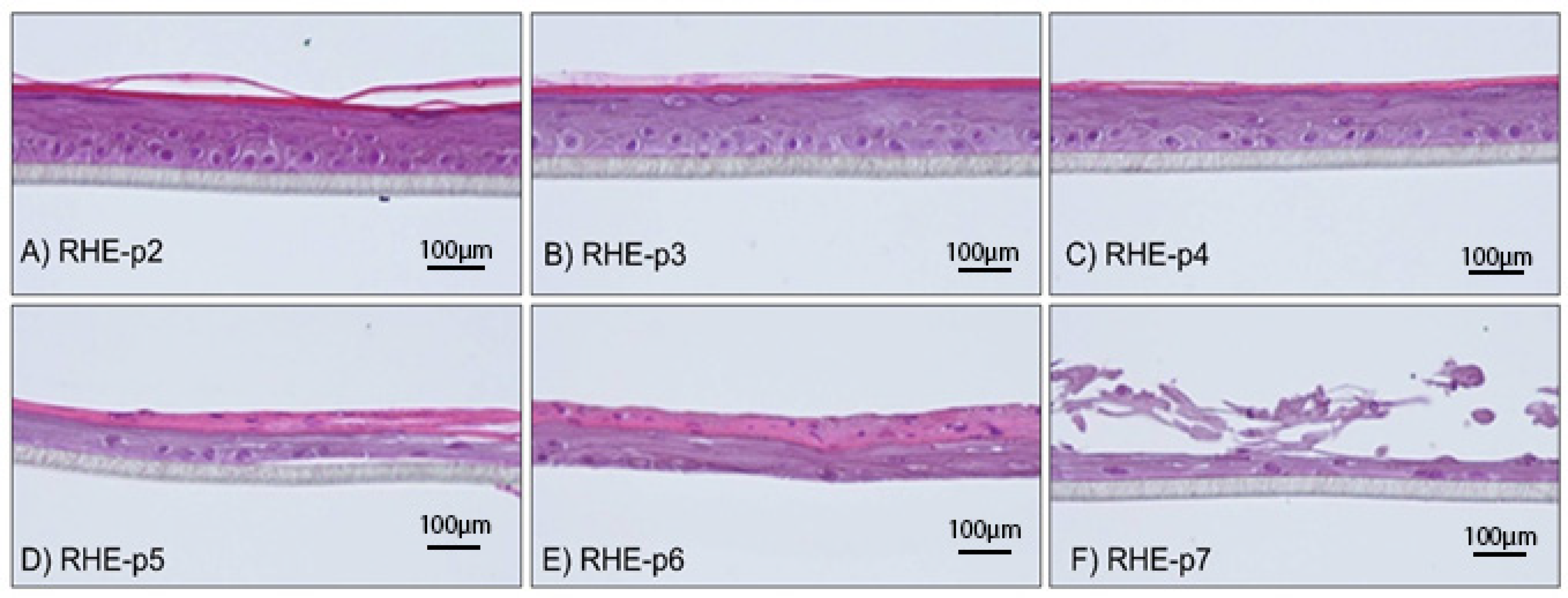 Cosmetics 12 00071 g001