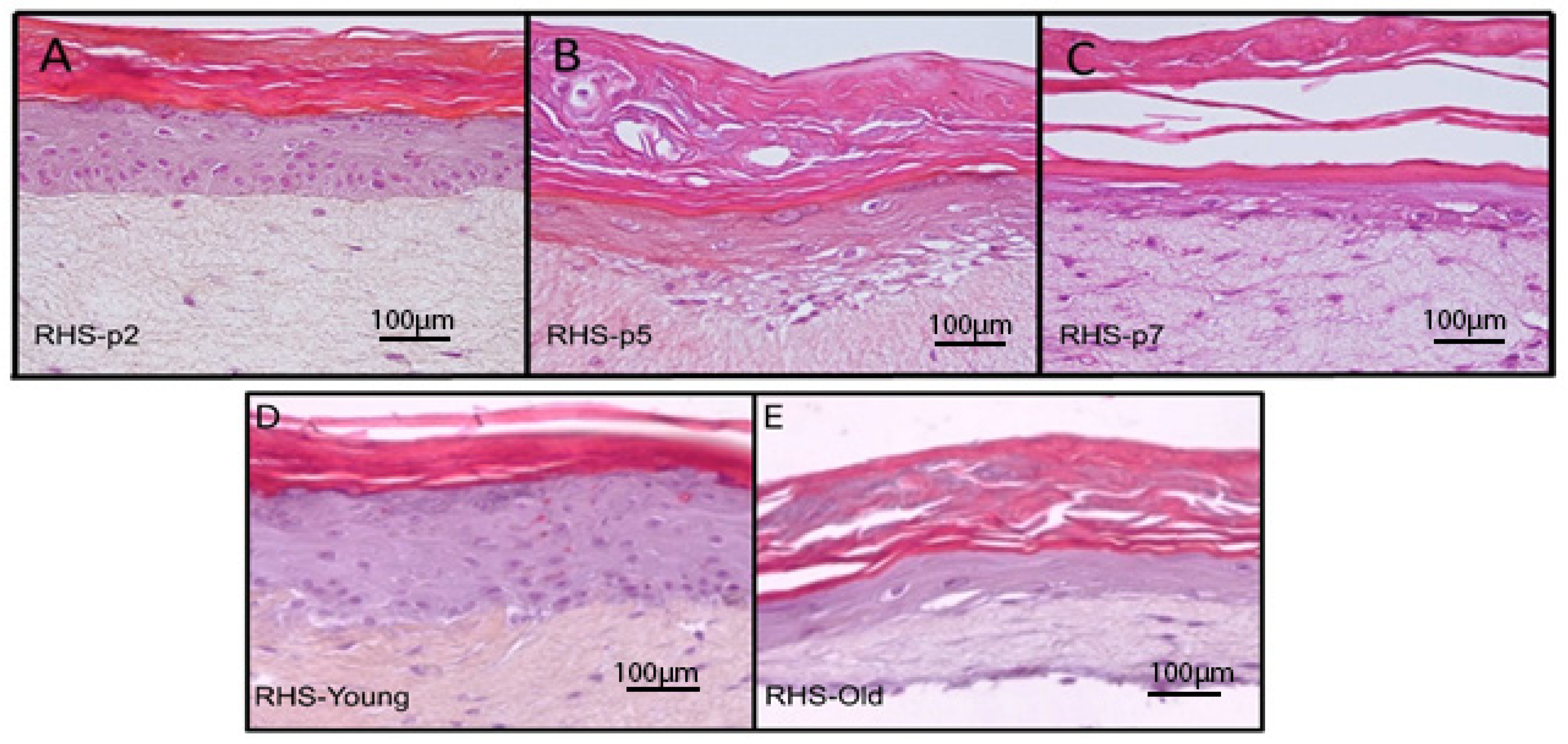 Cosmetics 12 00071 g006