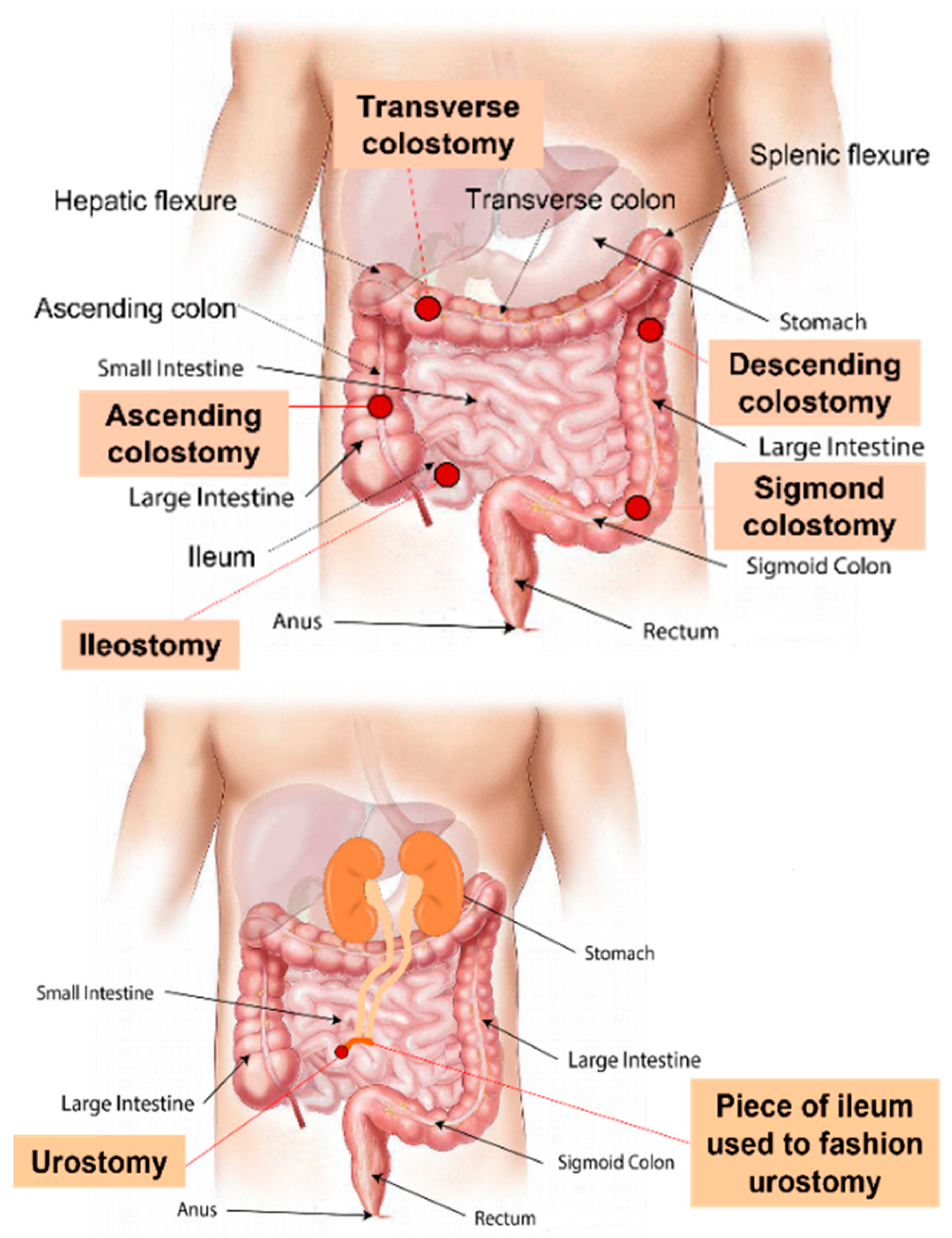 Cosmetics 12 00074 g001 Cosmetics 12 00074 g001