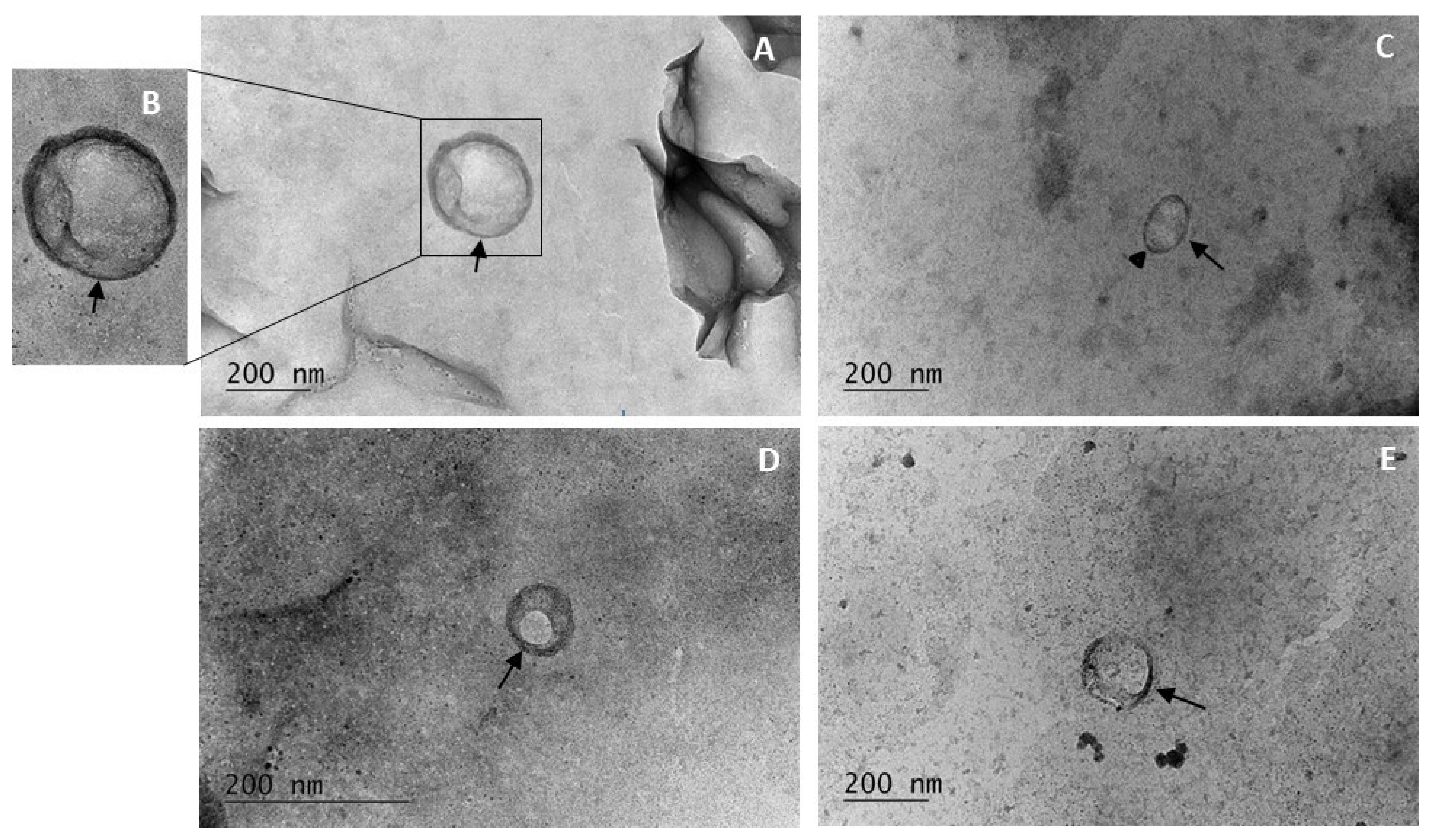 Cosmetics 12 00090 g002