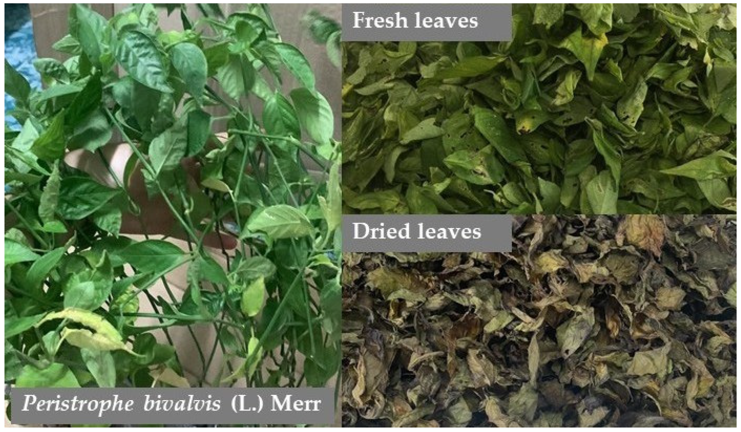 Cosmetics 12 00092 g001