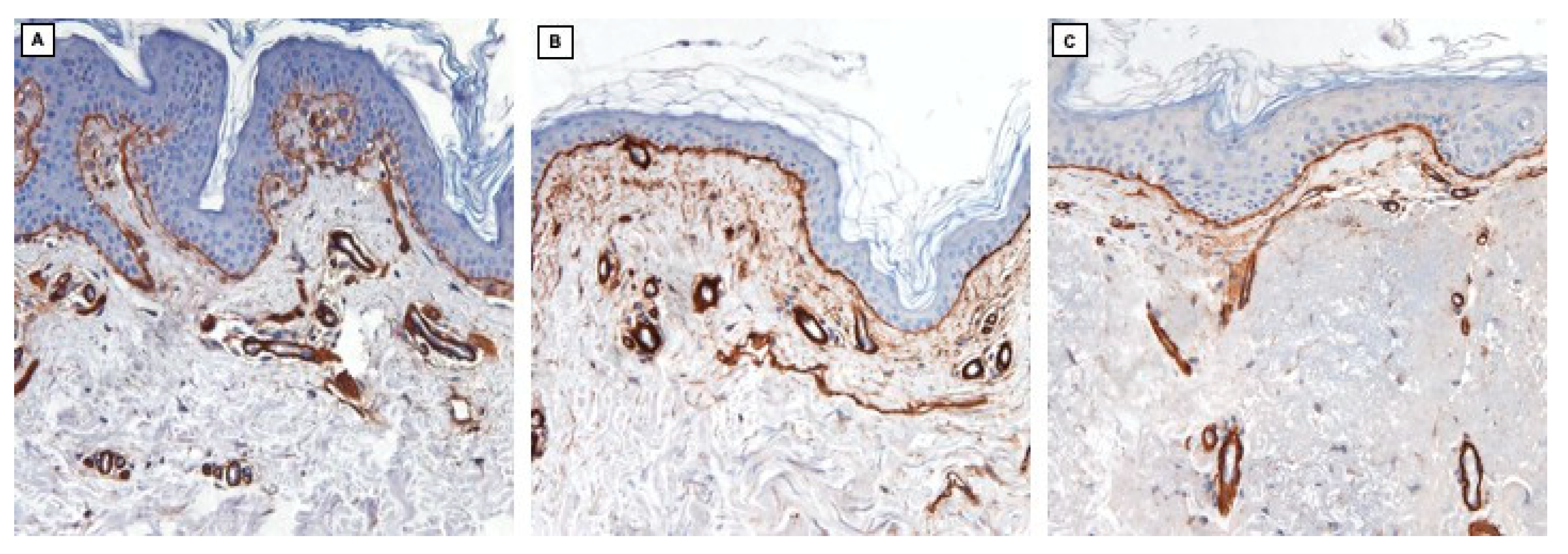 Cosmetics 12 00111 g004