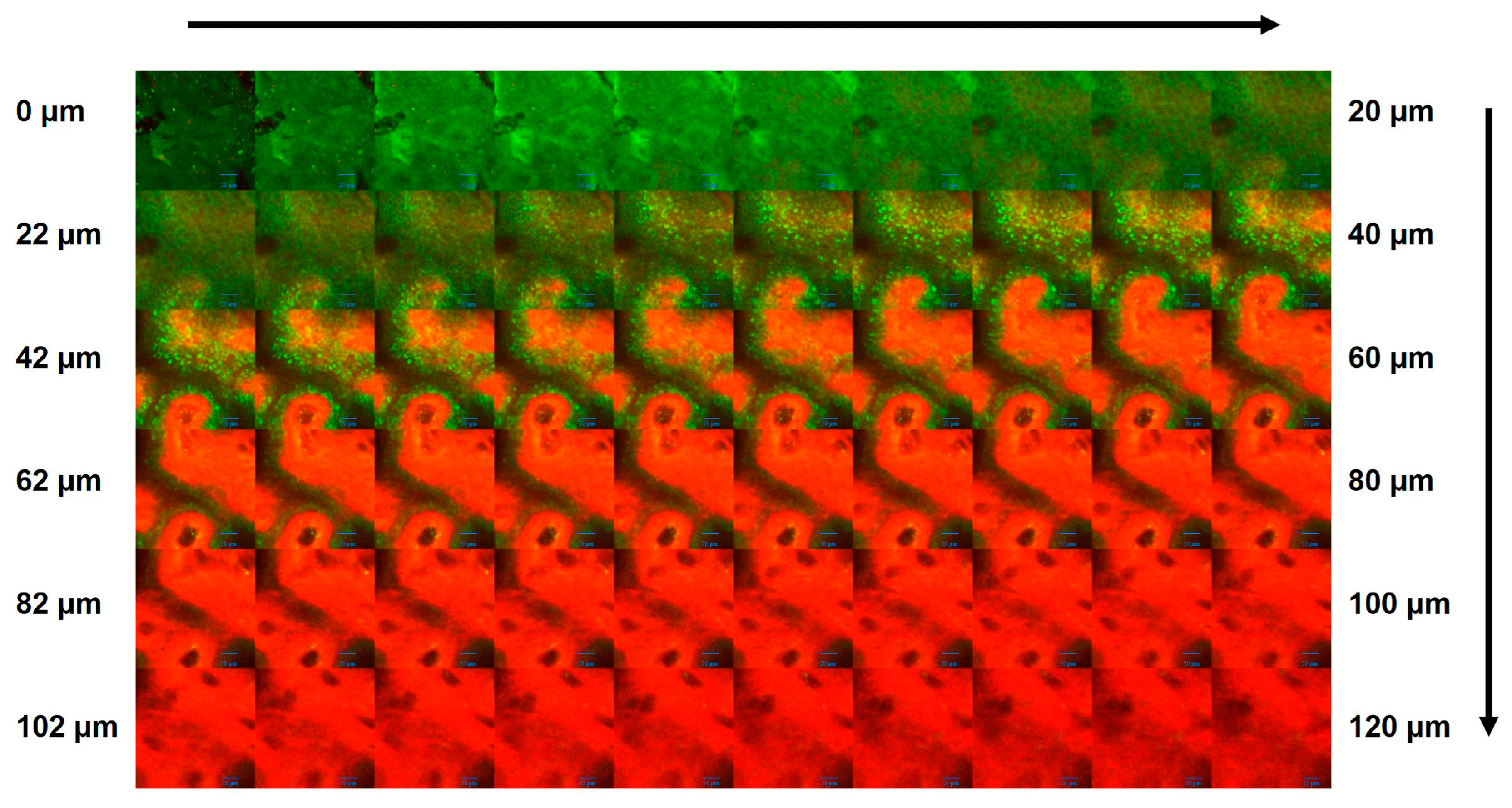 Cosmetics 12 00119 g006