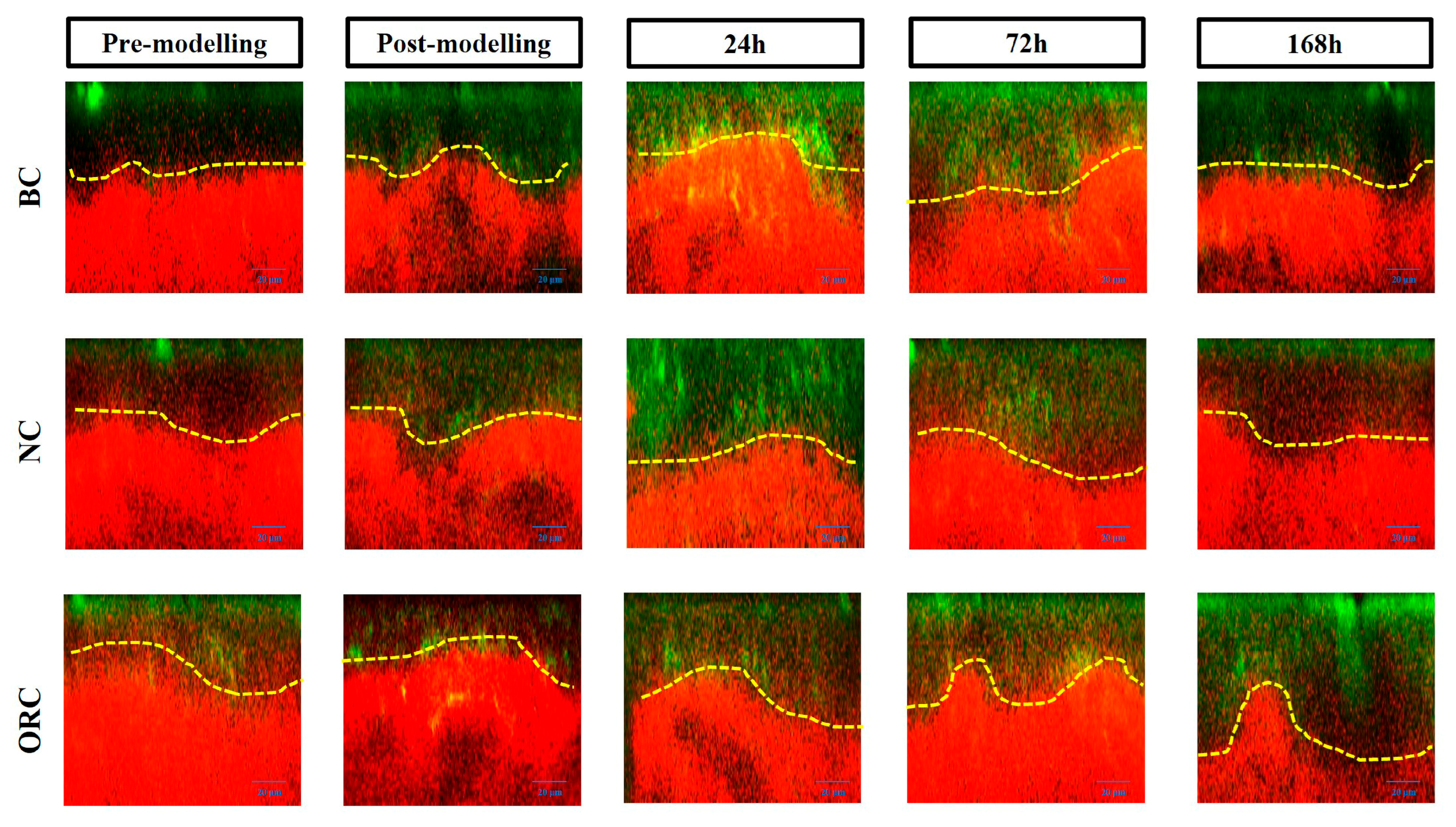 Cosmetics 12 00119 g009