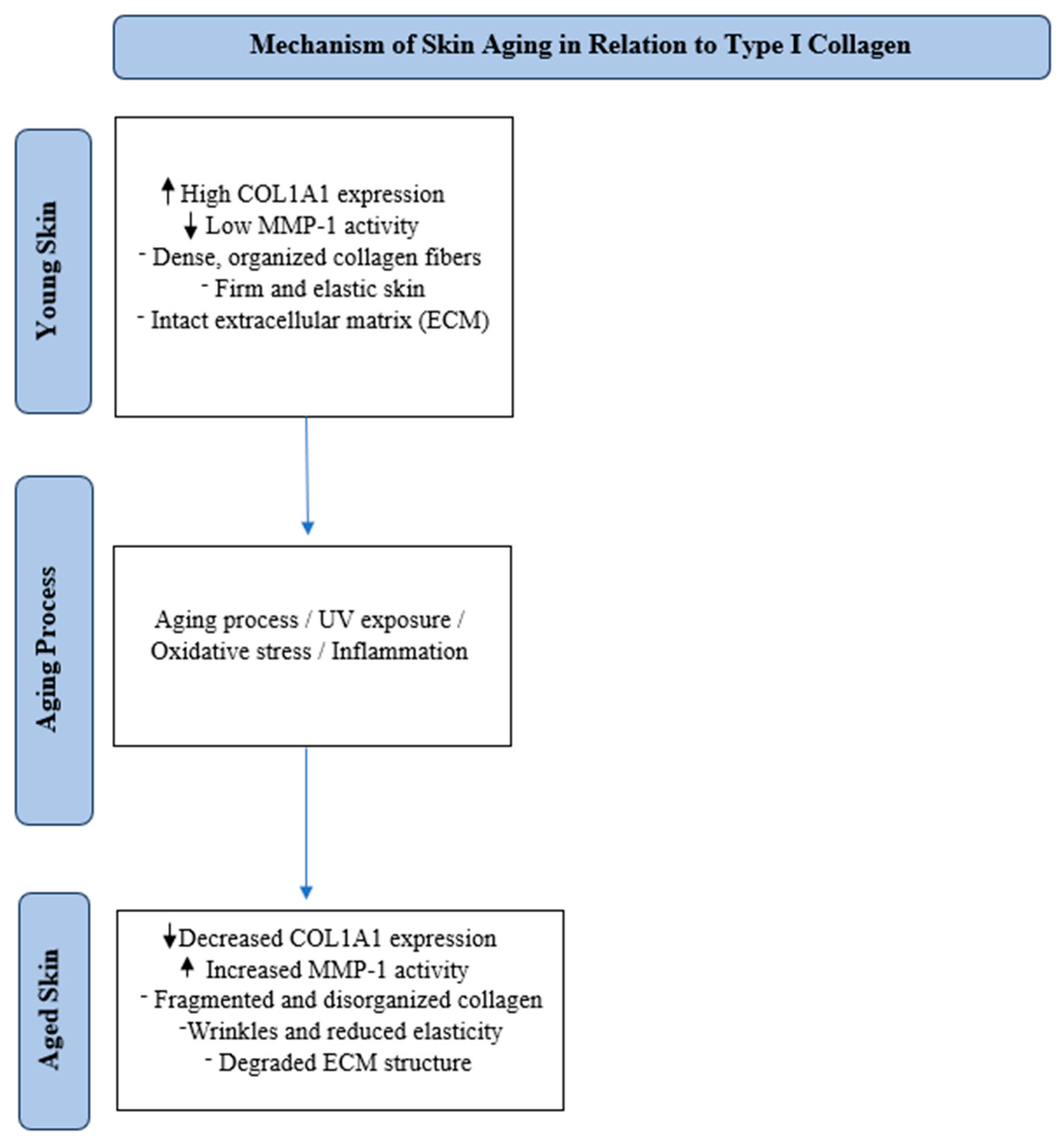 Cosmetics 12 00129 g001