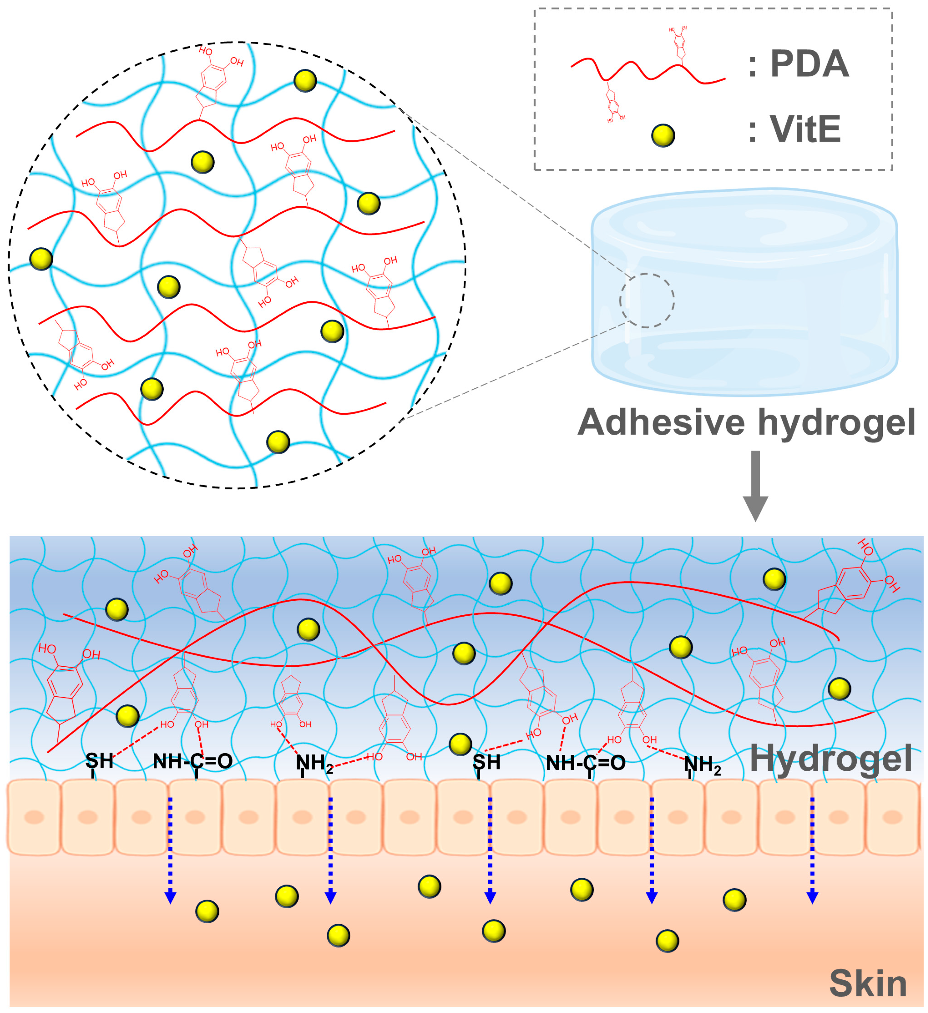 Engineering a Polyacrylamide/Polydopamine Adhesive Hydrogel