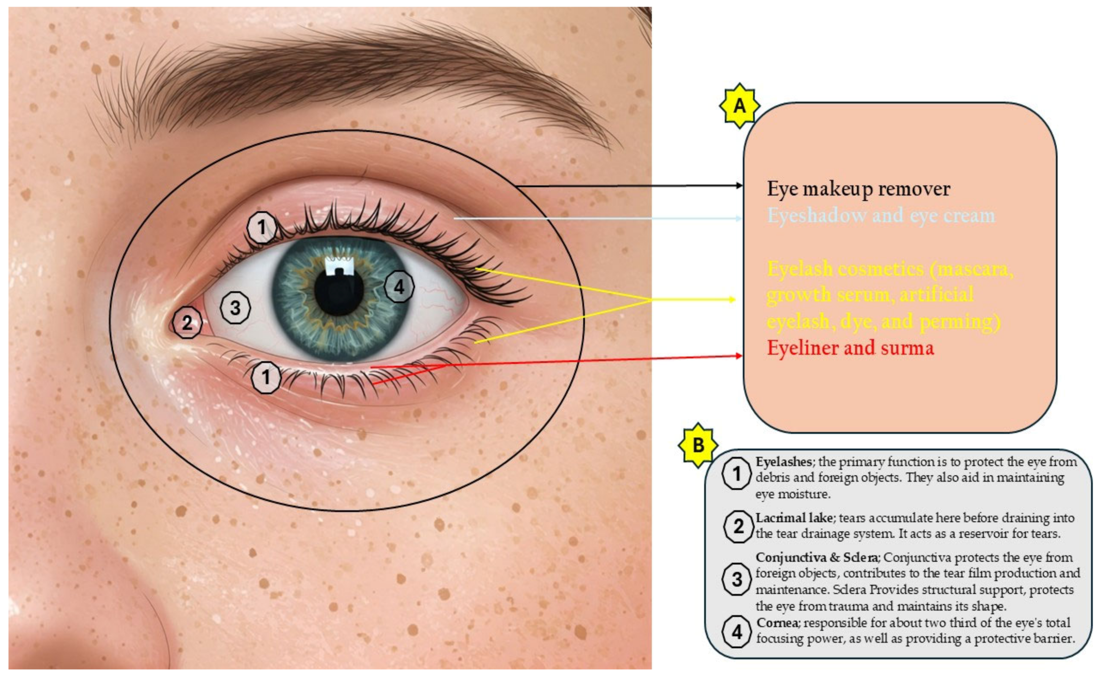 Cosmetics 12 00149 g001