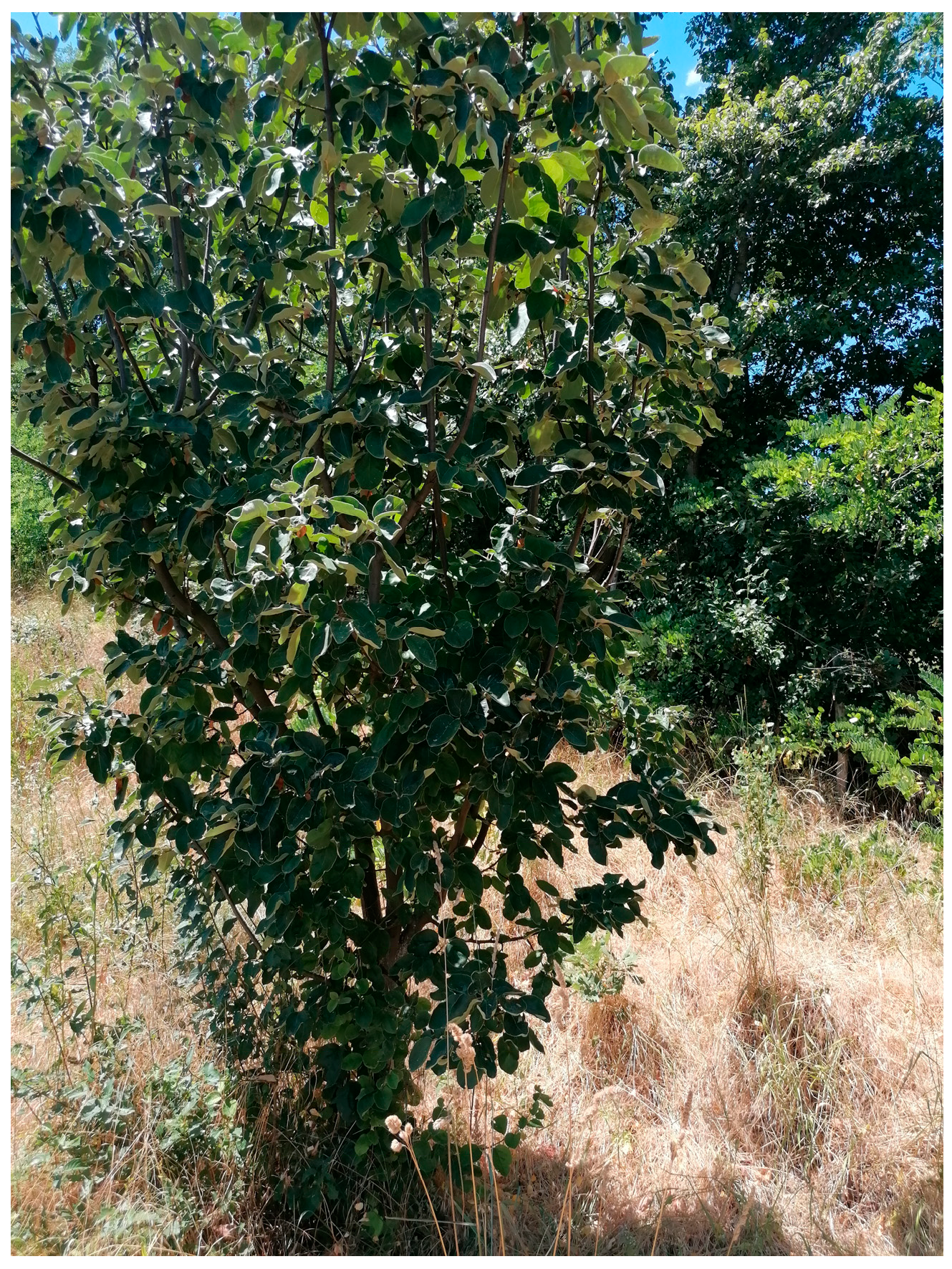 Cosmetics 12 00187 g002 Cosmetics 12 00187 g002