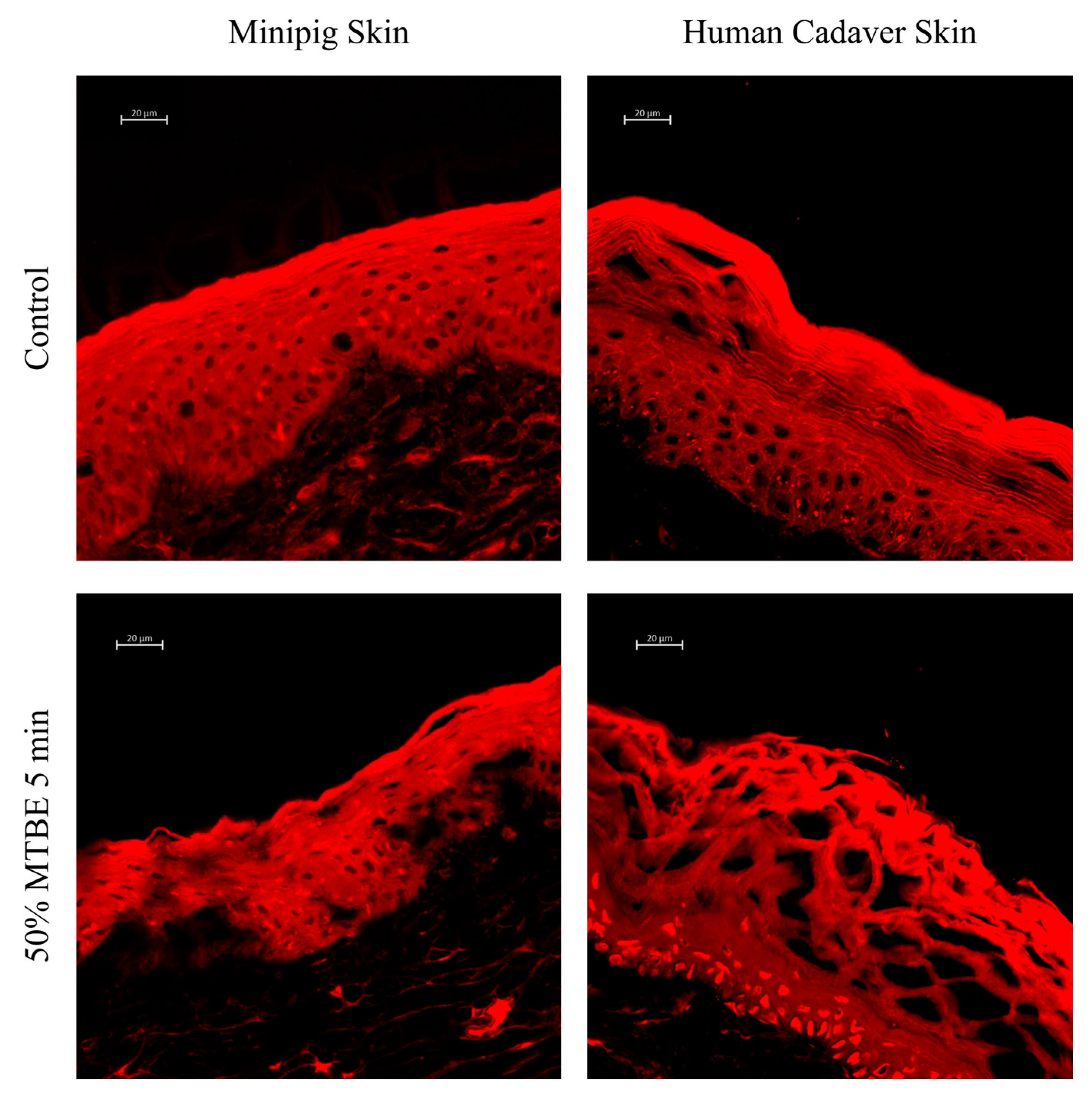 Cosmetics 12 00203 g005