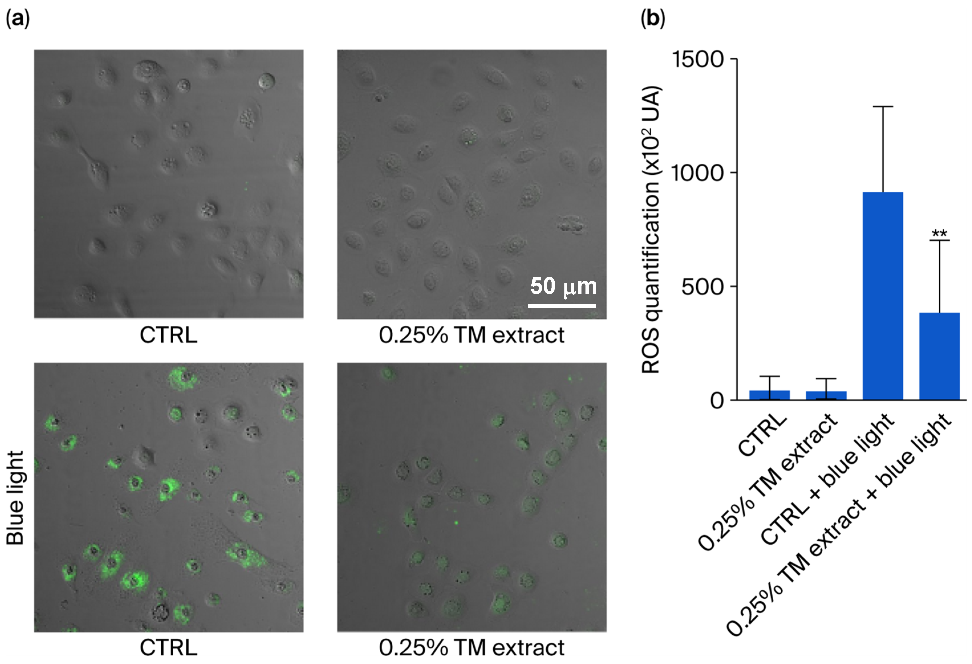 Cosmetics 12 00230 g003