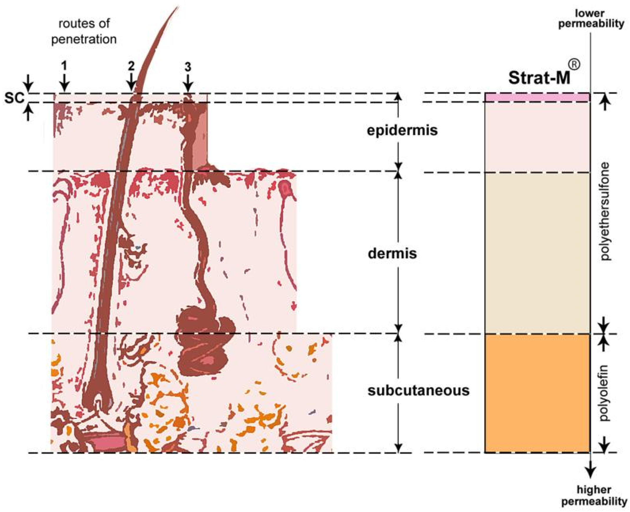 Cosmetics 12 00231 g001