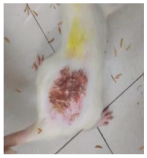 Cosmetics 12 00238 i007 Cosmetics 12 00238 i007