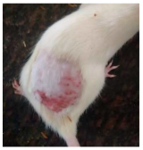 Cosmetics 12 00238 i010 Cosmetics 12 00238 i010