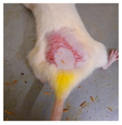 Cosmetics 12 00238 i014 Cosmetics 12 00238 i014