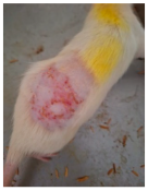 Cosmetics 12 00238 i015 Cosmetics 12 00238 i015