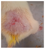 Cosmetics 12 00238 i016 Cosmetics 12 00238 i016