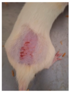 Cosmetics 12 00238 i019 Cosmetics 12 00238 i019