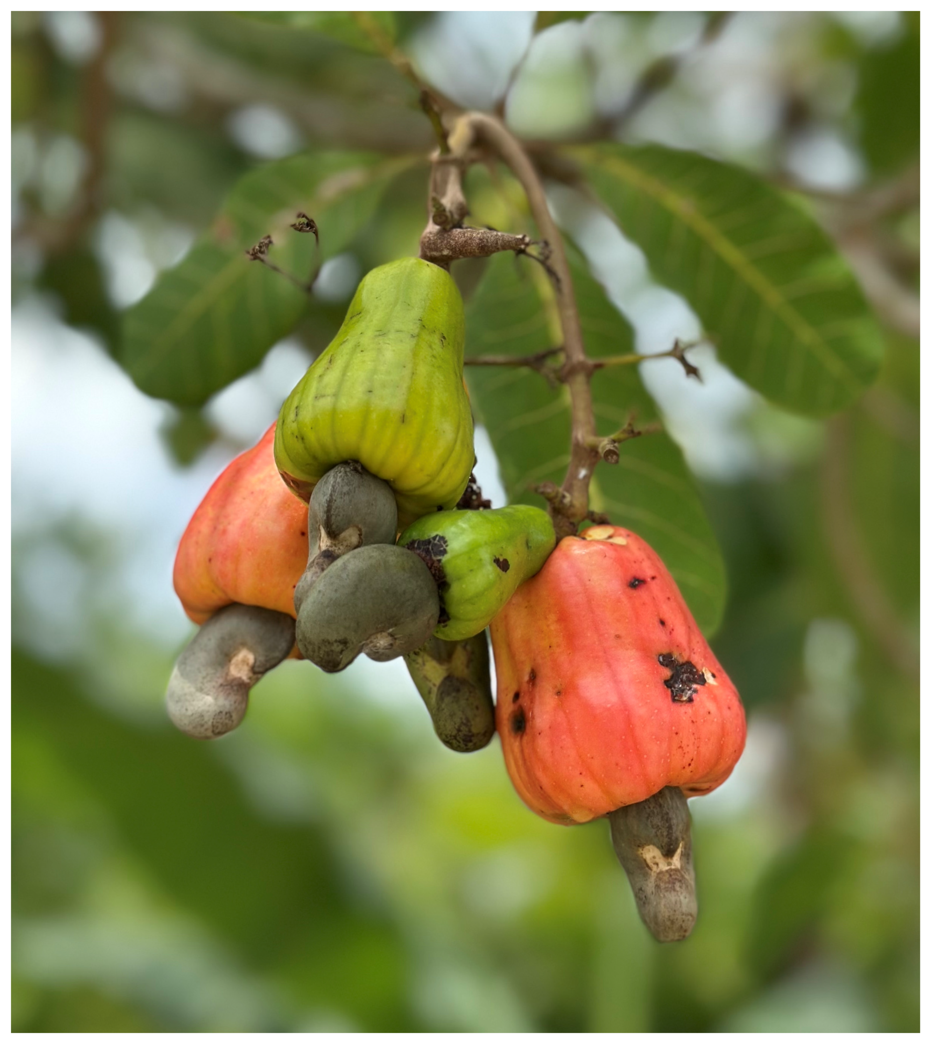 Cosmetics 12 00246 g001 Cosmetics 12 00246 g001